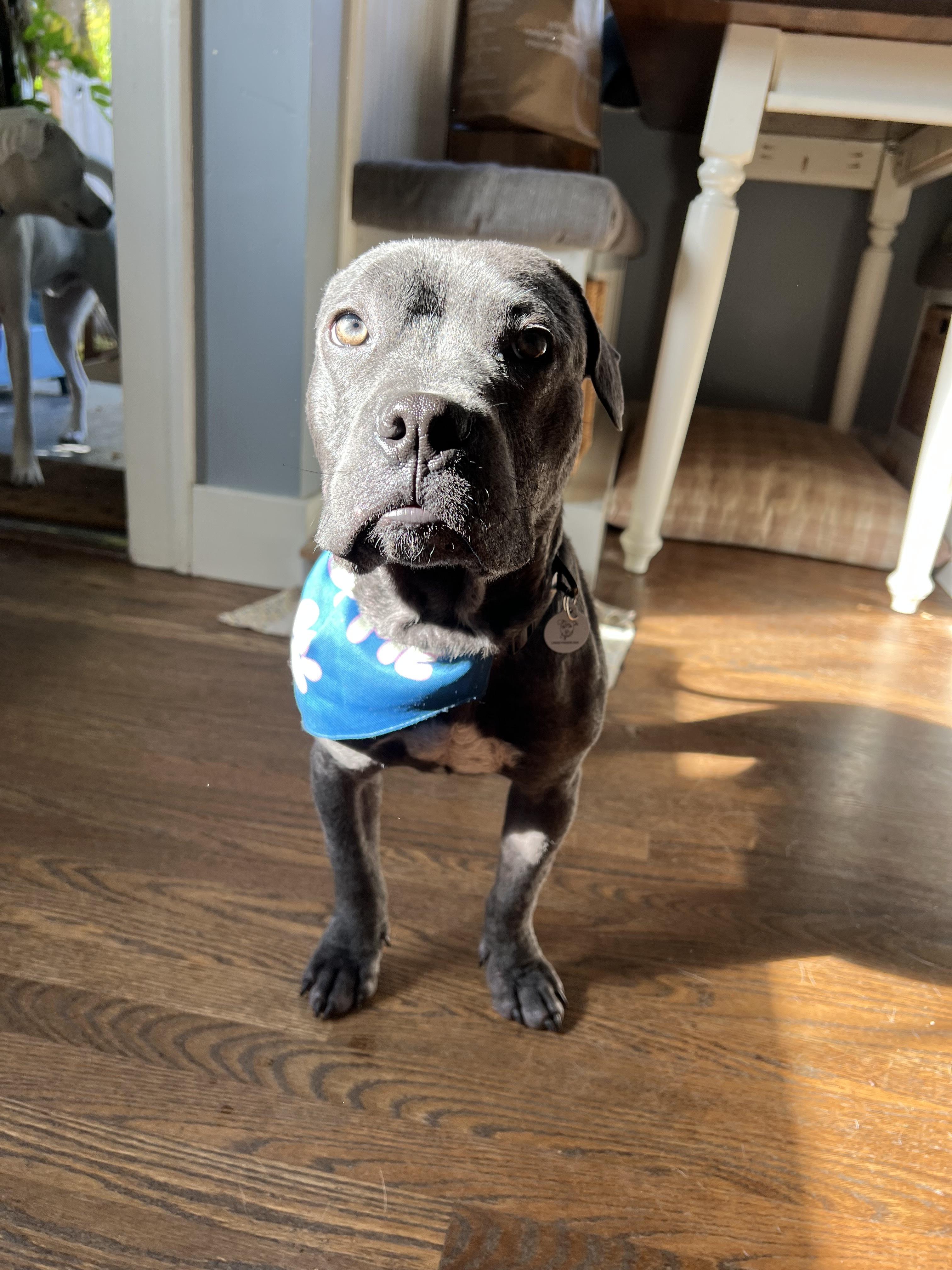 Hansel, Adoptable, Puppy Male American Bully.