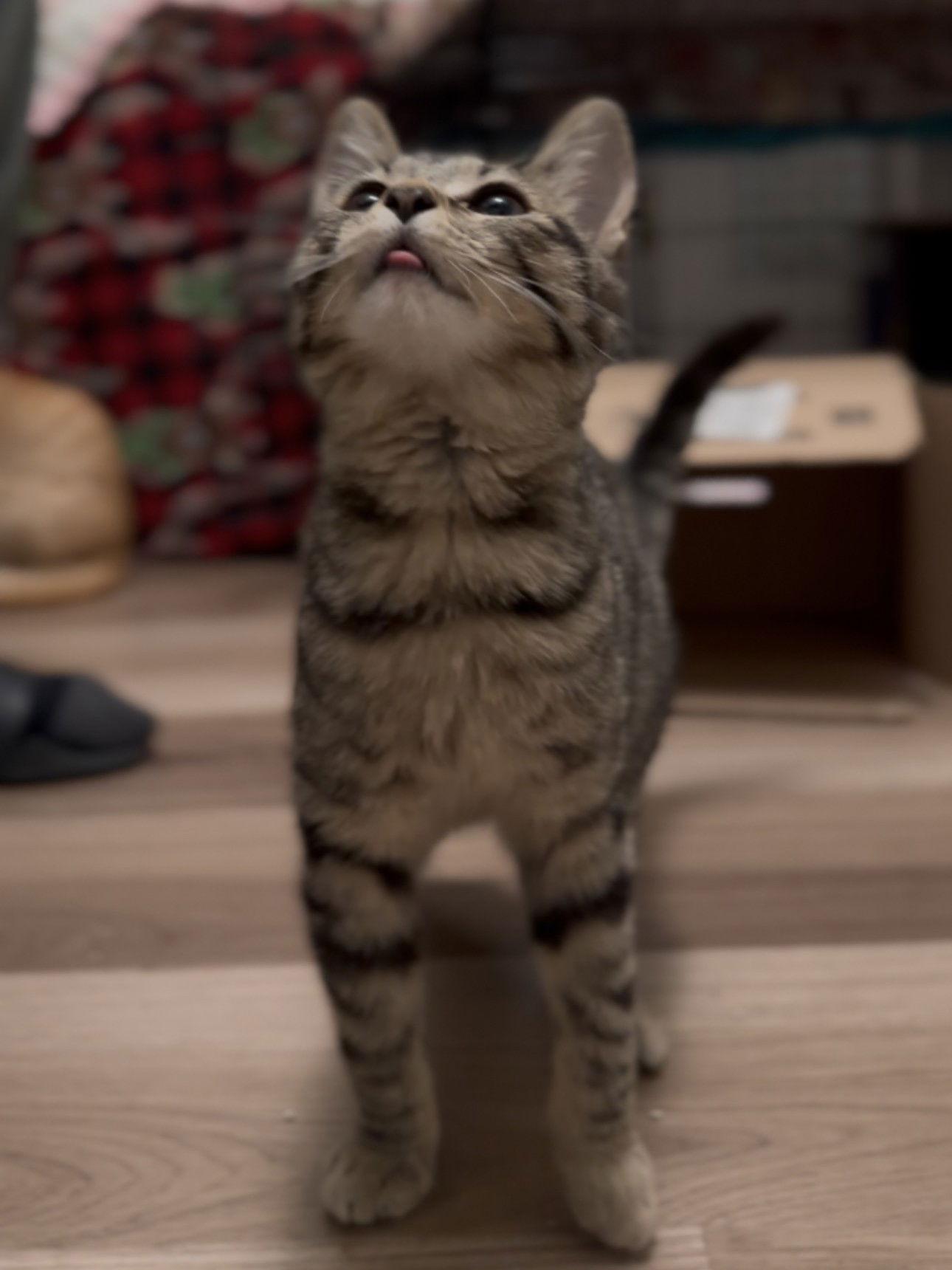 Enlarge Fava, a Adoptable Domestic Short Hair in San Jose, CA image 1/3