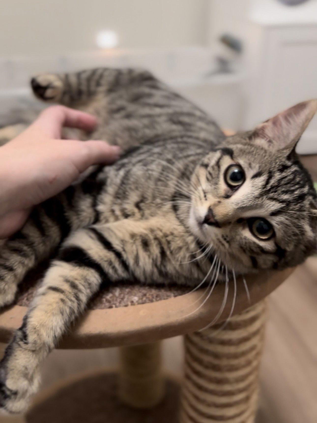 Fava, Adoptable, Kitten Female Domestic Short Hair.