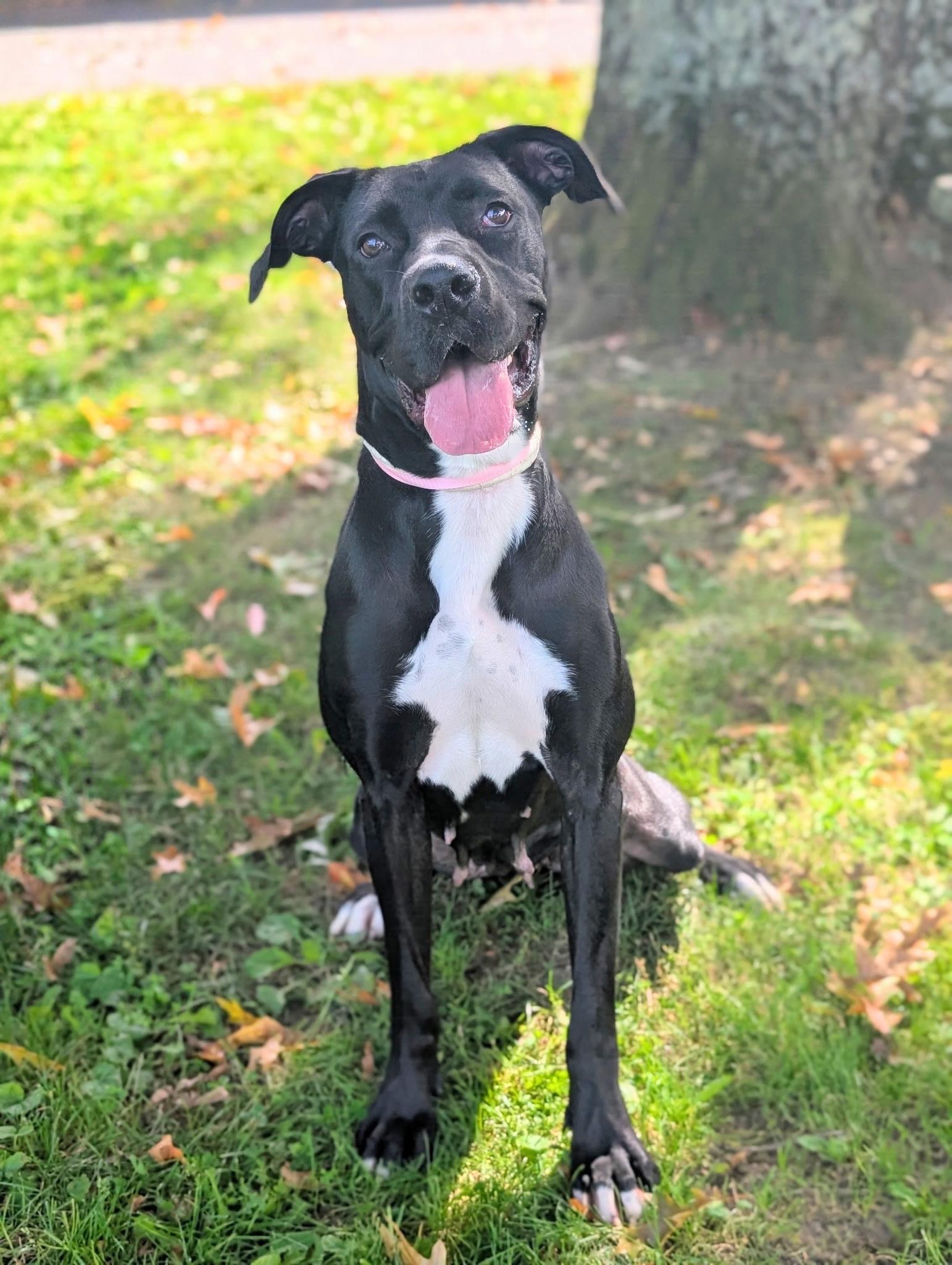 Enlarge Mama, a Adoptable mixed breed in Accord, NY image 1/2