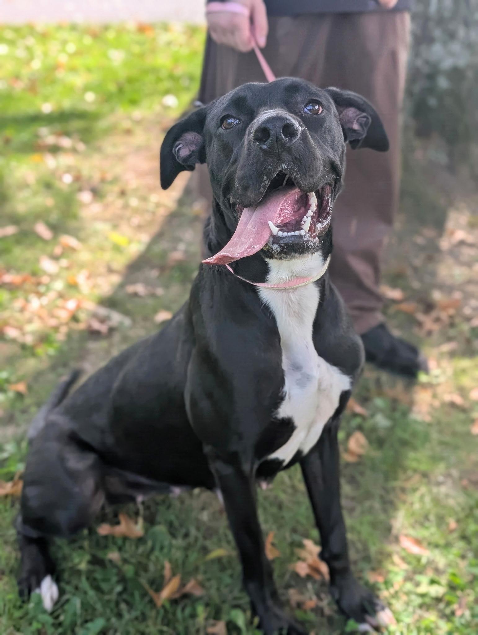 Enlarge Mama, a Adoptable mixed breed in Accord, NY image 2/2