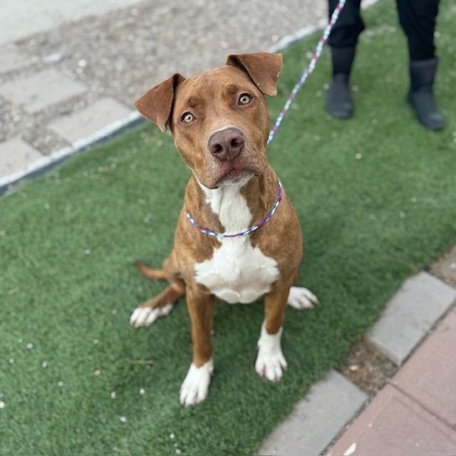 Enlarge Oscar Mayer, a Adoptable mixed breed in Bullhead City, AZ image 1/1