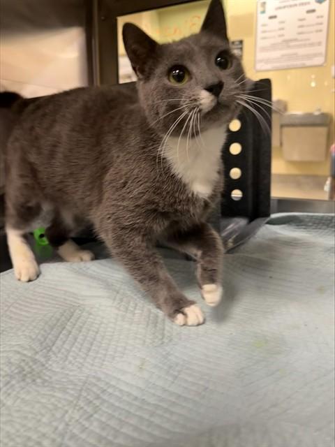 Enlarge BLAZE, a Adoptable Domestic Short Hair in Fort Myers, FL image 1/1