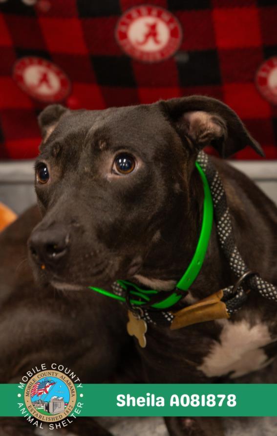 Enlarge SHEILA, a Adoptable mixed breed in Mobile, AL image 1/1