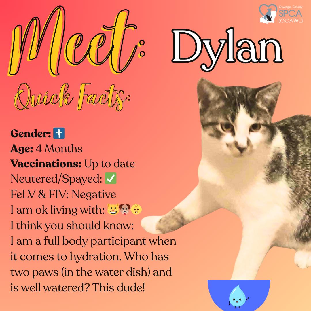 Dylan, a Adoptable Tiger in Fulton, NY image 1/3