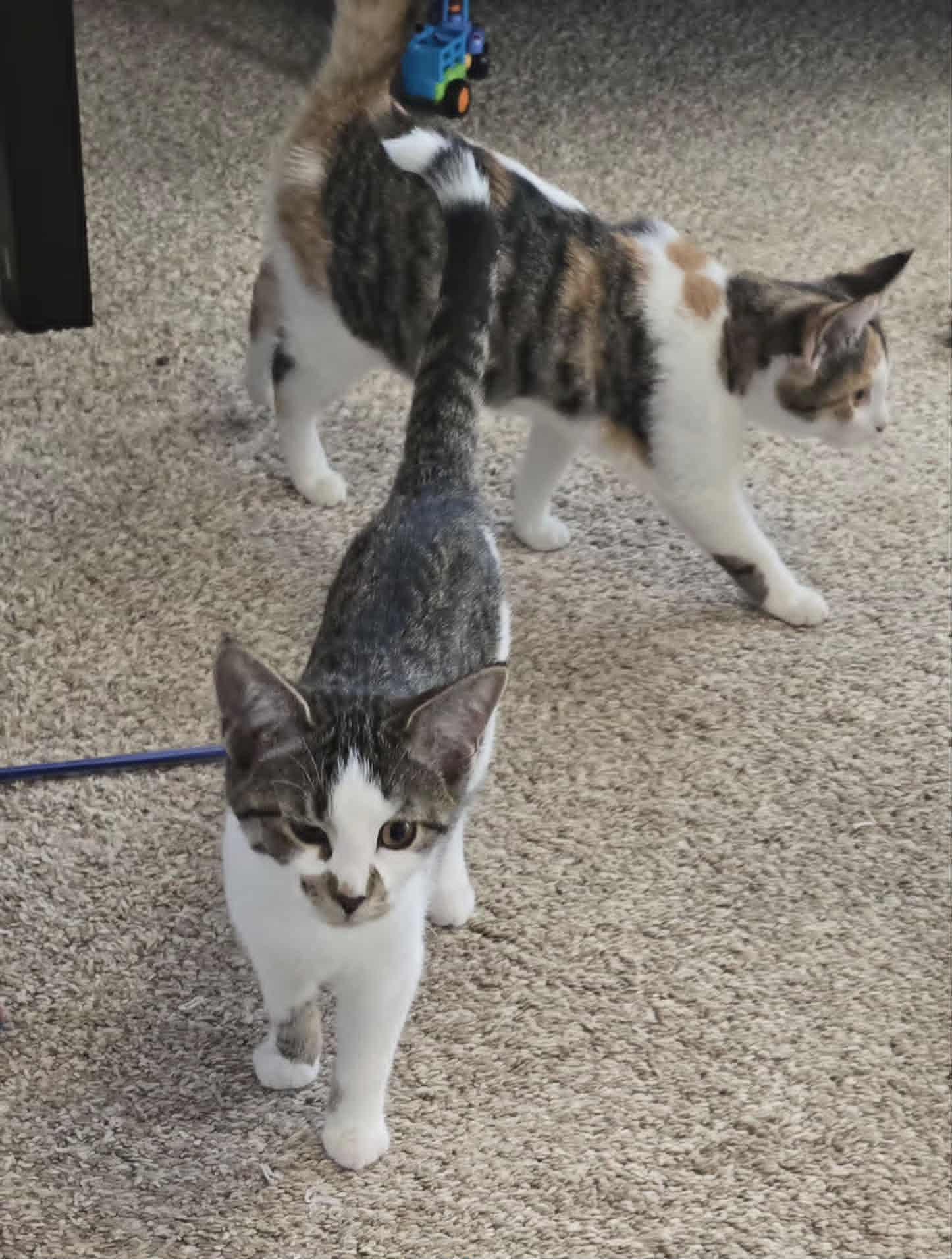 Dylan, a Adoptable Tiger in Fulton, NY image 2/3