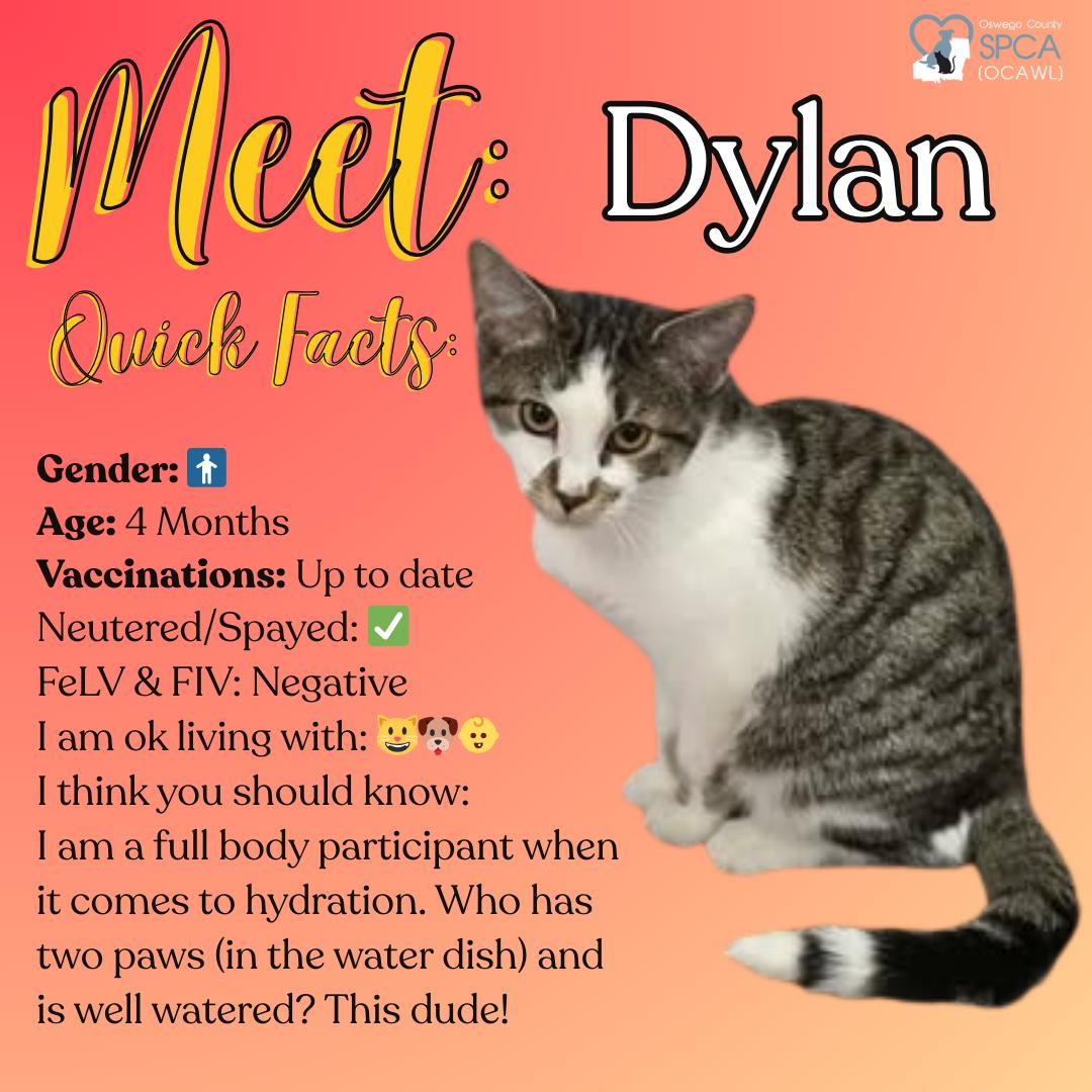 Dylan, Adoptable, Young Male Tiger.