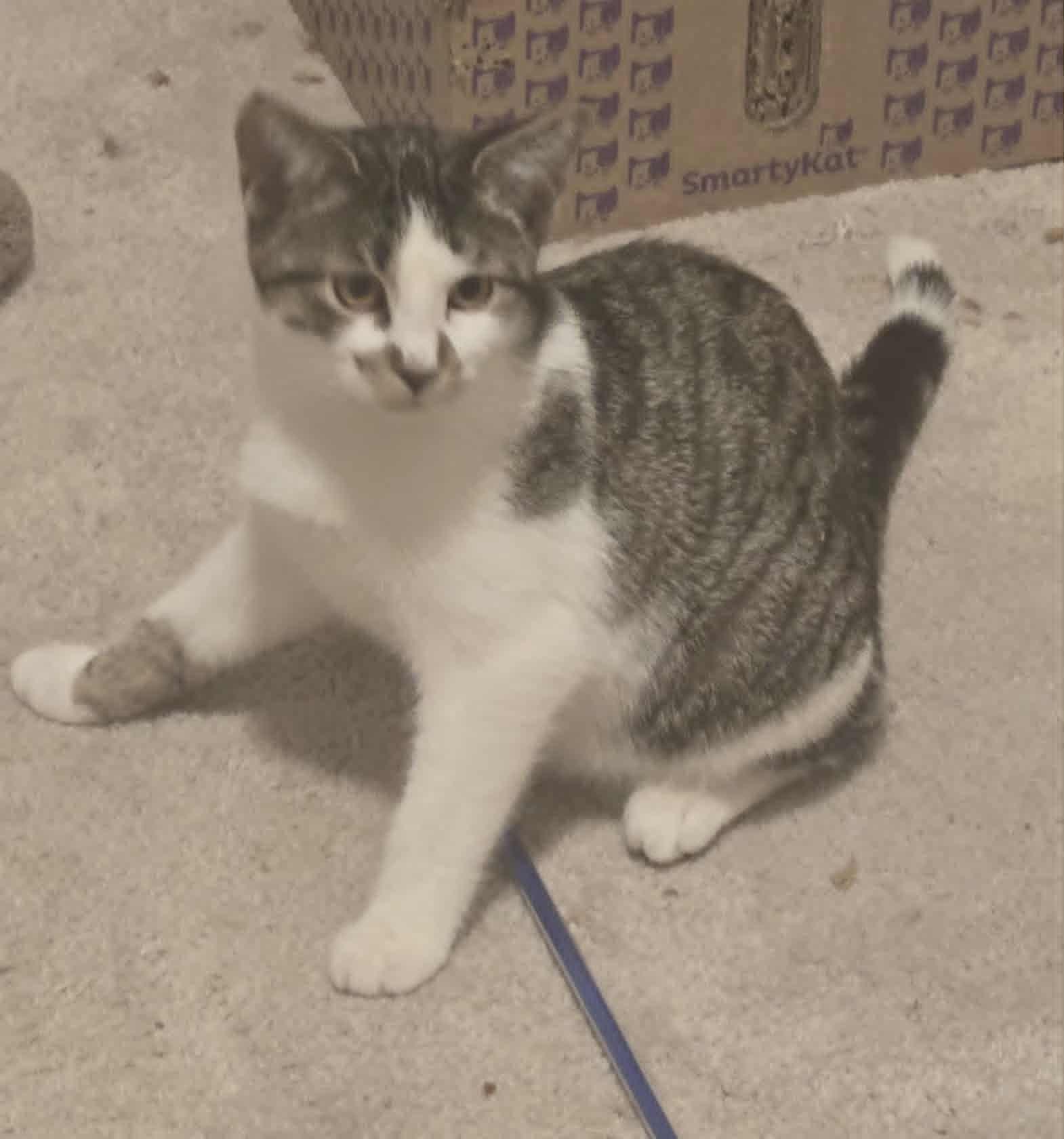 Dylan, a Adoptable Tiger in Fulton, NY image 3/3