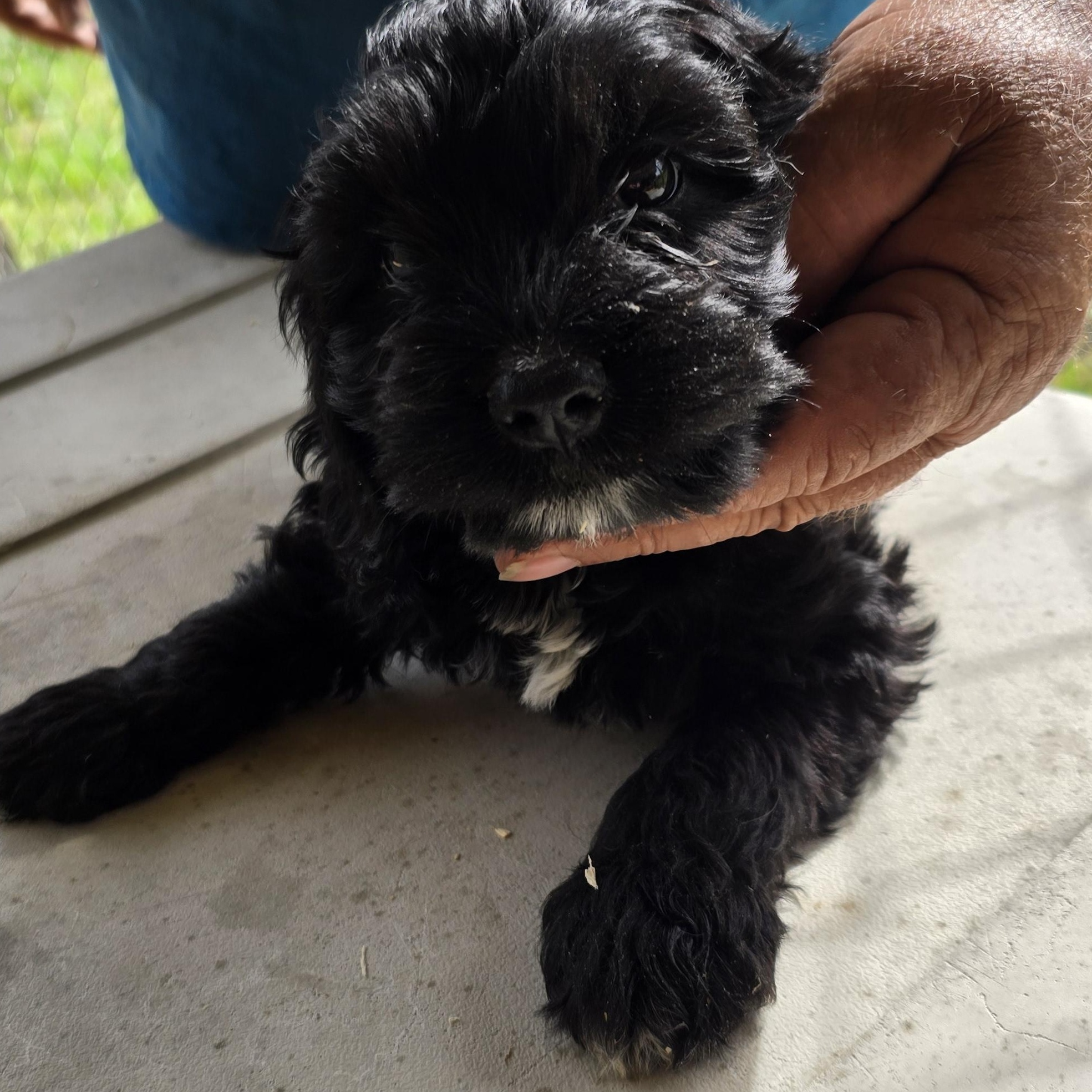 Jet, adopted, Puppy Male Cocker Spaniel & Miniature Schnauzer.