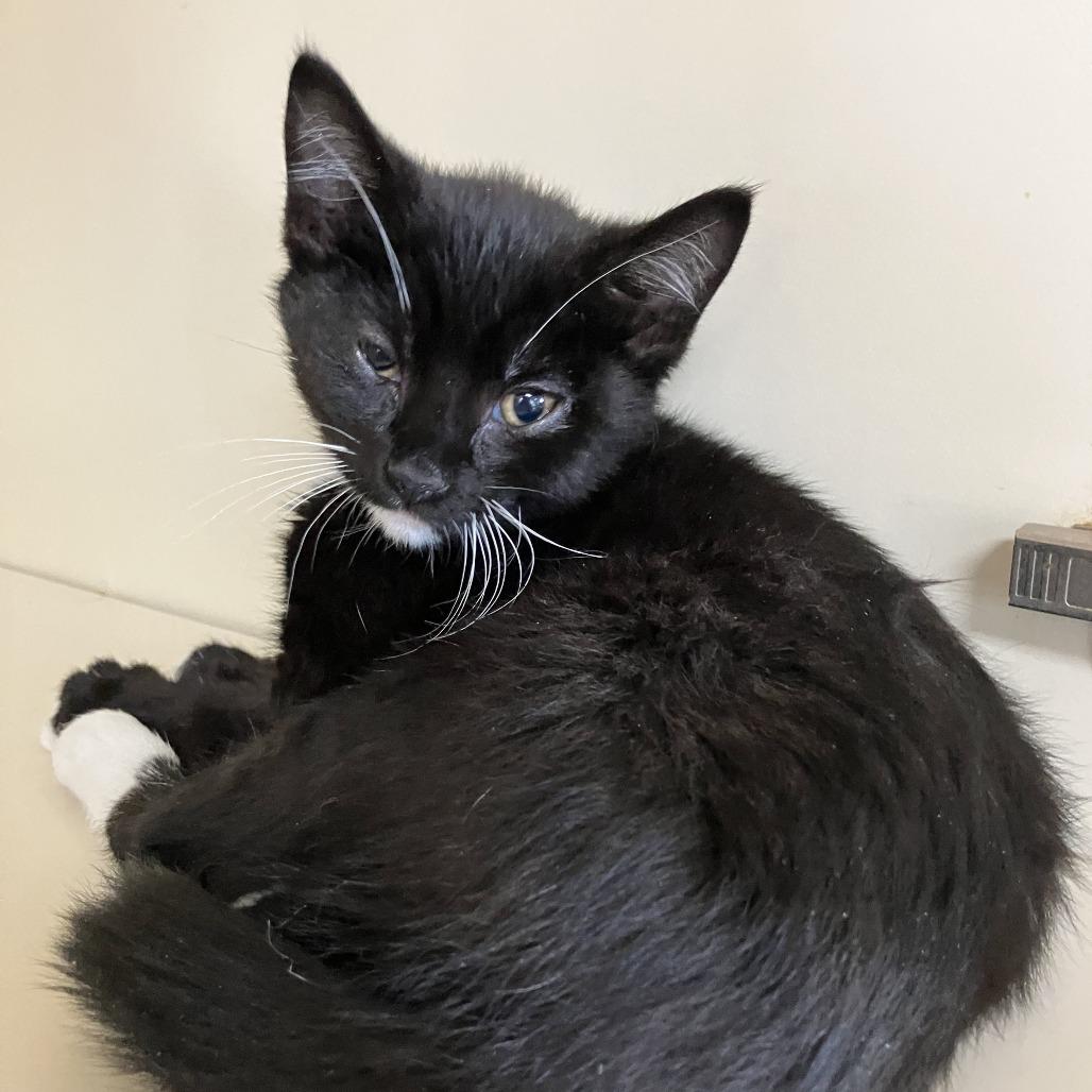 Enlarge Rachel, a Adoptable Domestic Short Hair in Idaho Falls, ID image 1/2