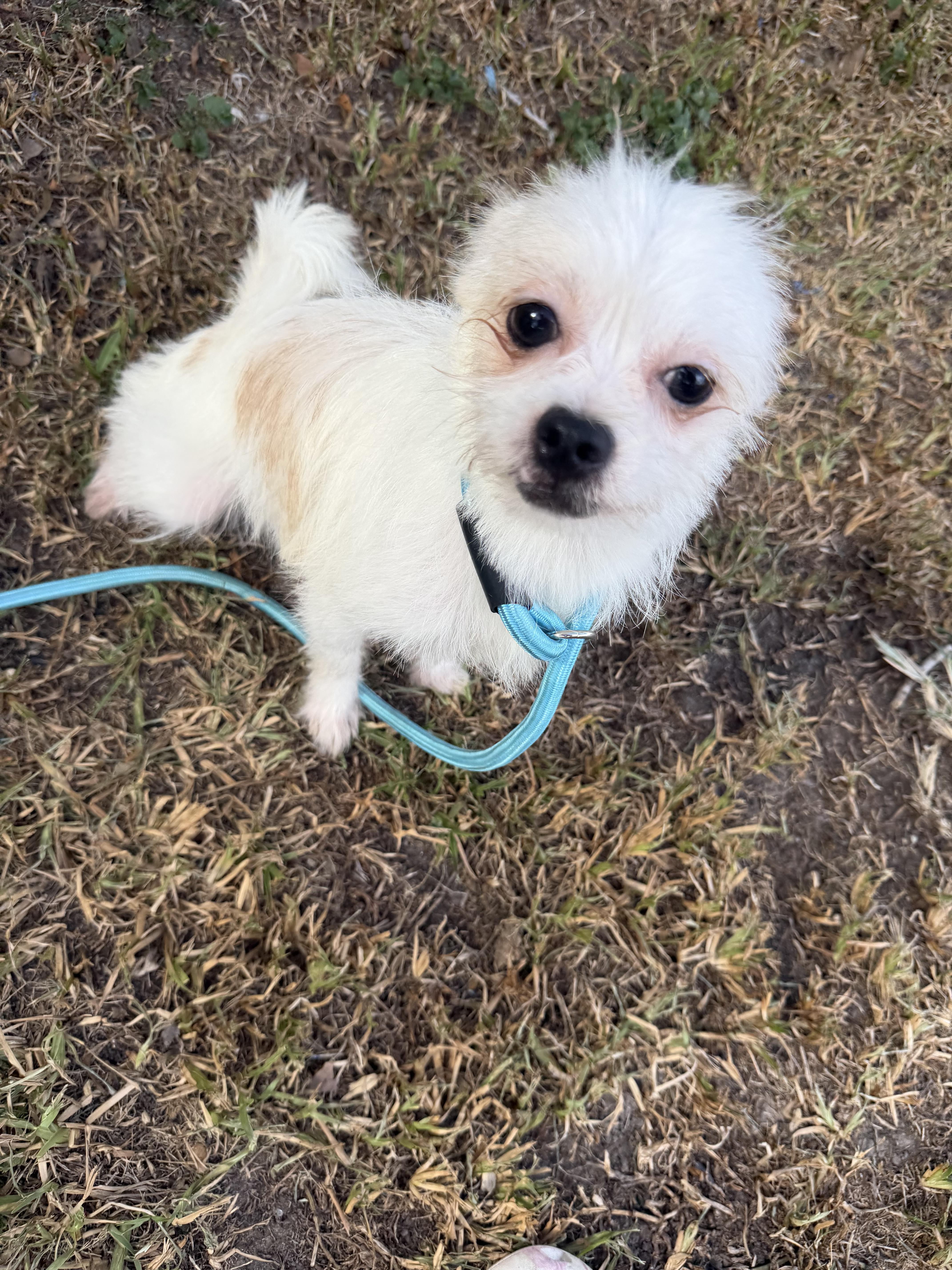 Enlarge Clevland, a ADOPTABLE mixed breed in Westerly, RI image 1/5