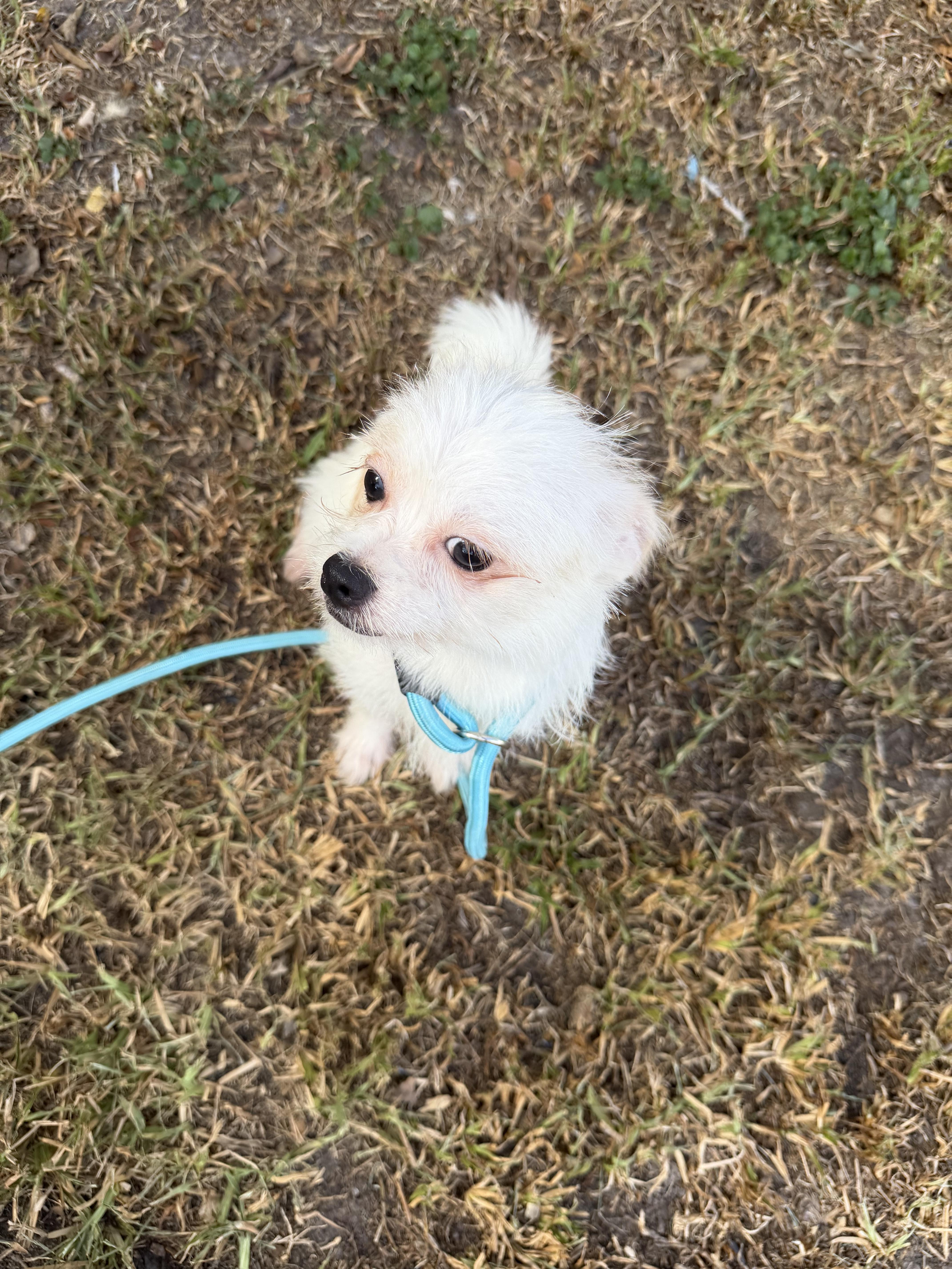 Enlarge Clevland, a ADOPTABLE mixed breed in Westerly, RI image 3/5