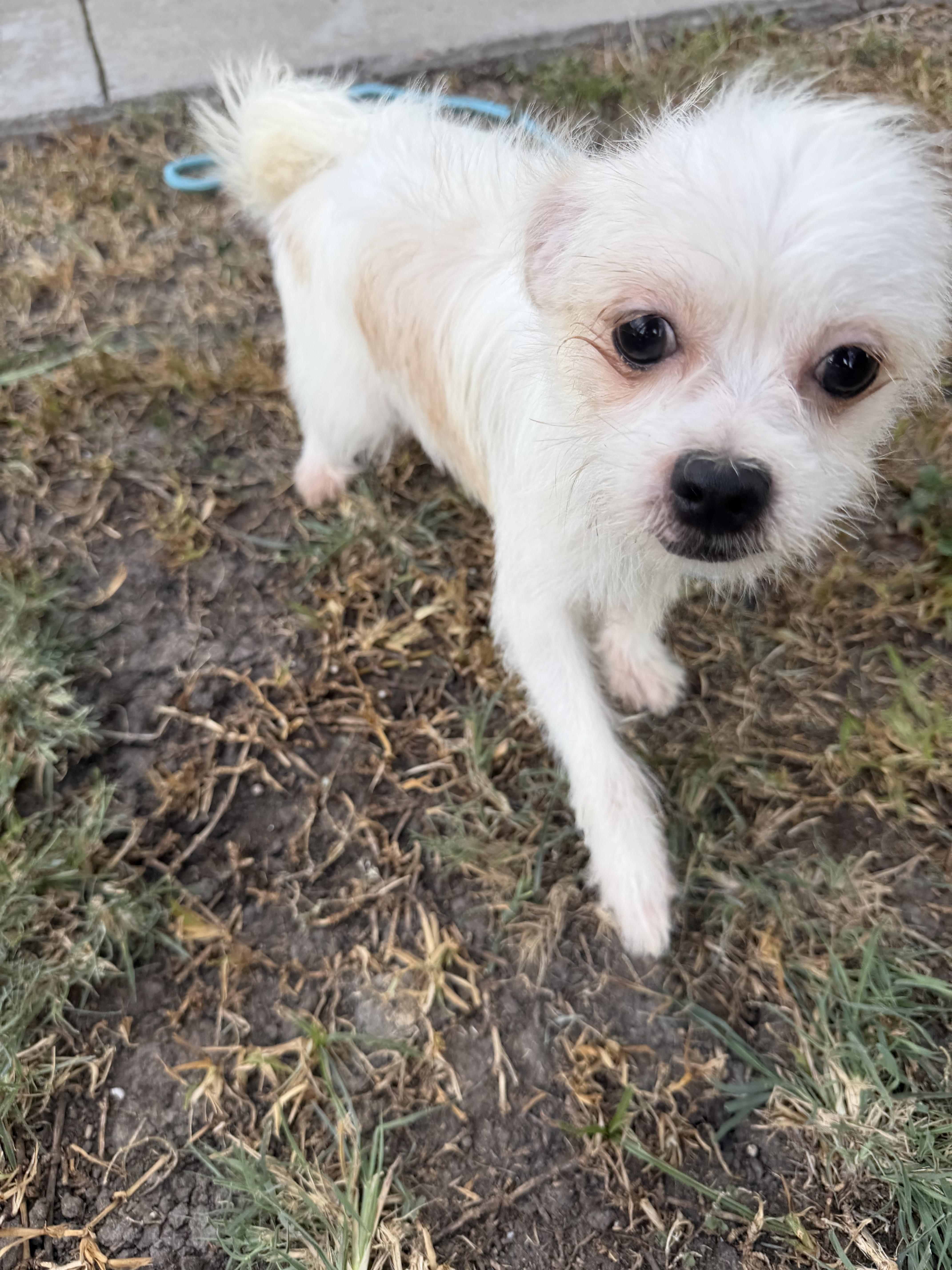 Enlarge Clevland, a ADOPTABLE mixed breed in Westerly, RI image 5/5