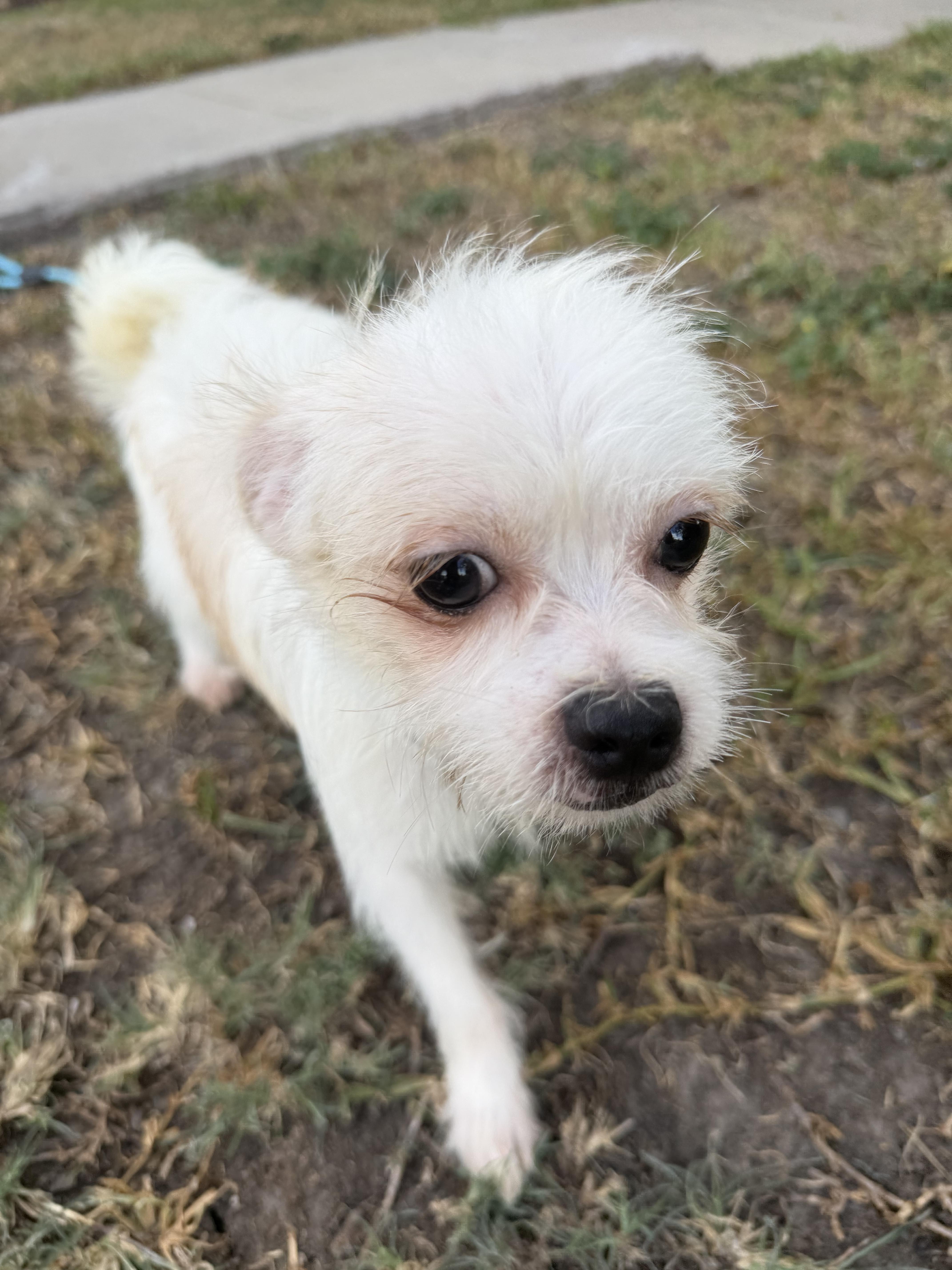 Enlarge Clevland, a ADOPTABLE mixed breed in Westerly, RI image 2/5