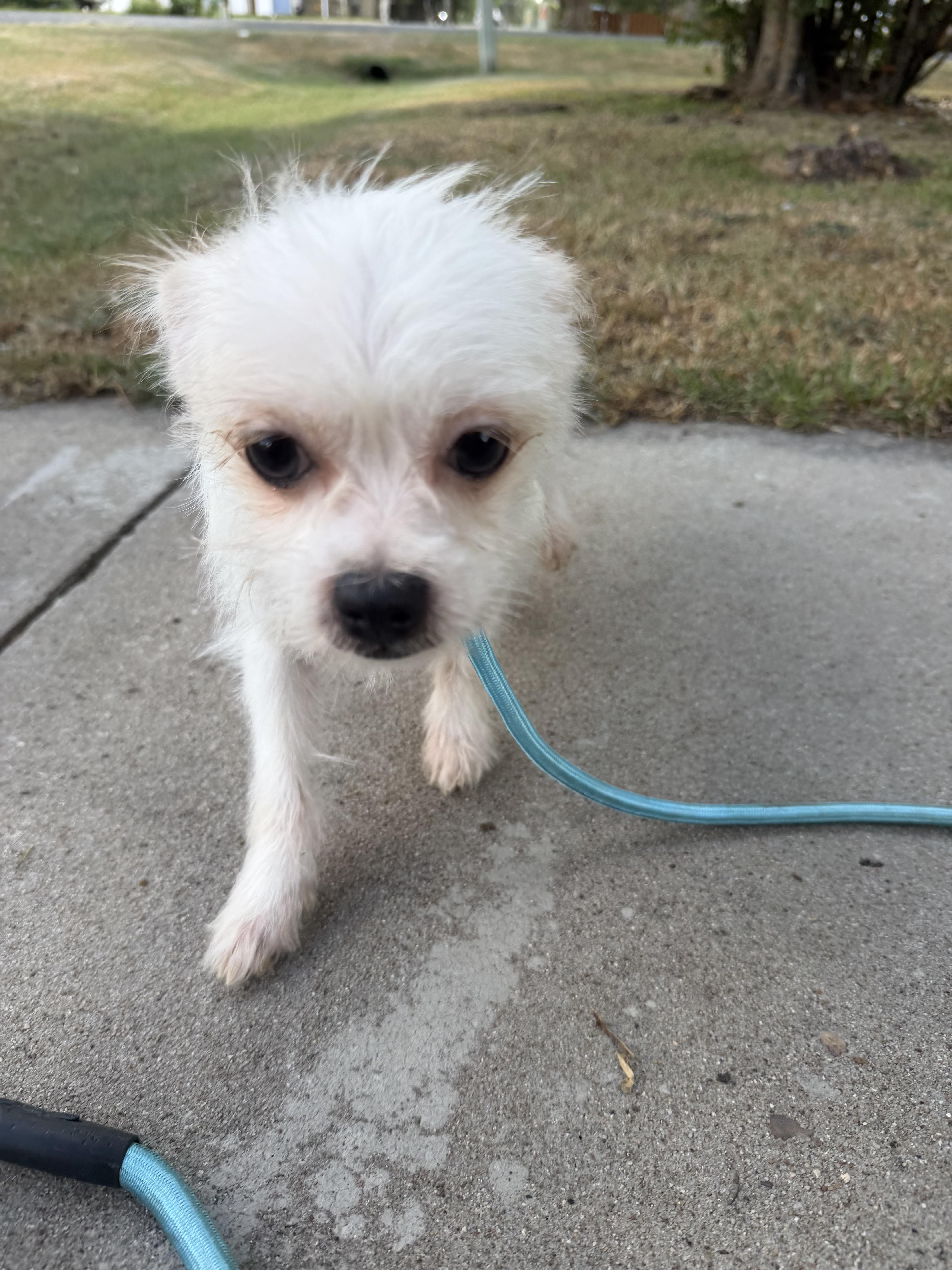 Enlarge Clevland, a ADOPTABLE mixed breed in Westerly, RI image 4/5