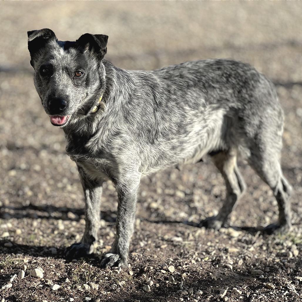 Olympic, Adoptable, Adult Female Mixed Breed.