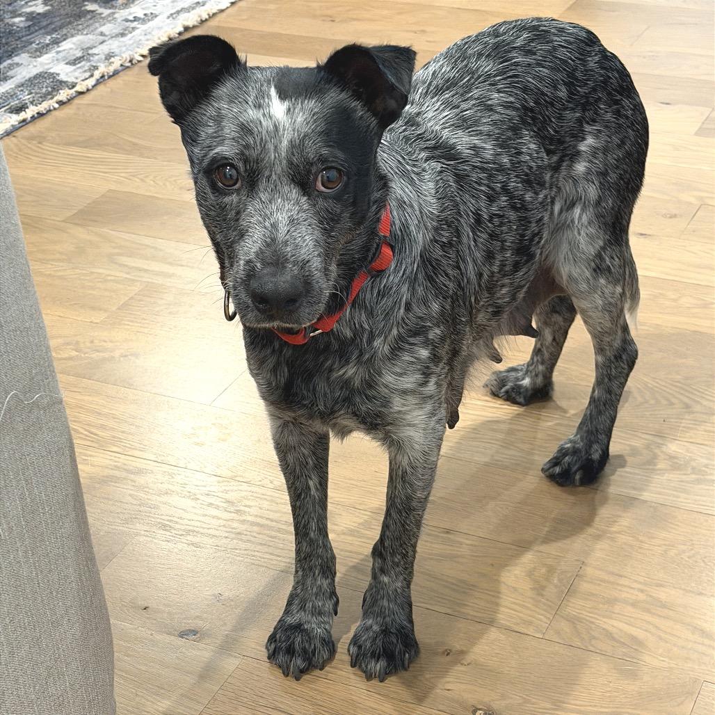 Olympic, Adoptable, Adult Female Mixed Breed.