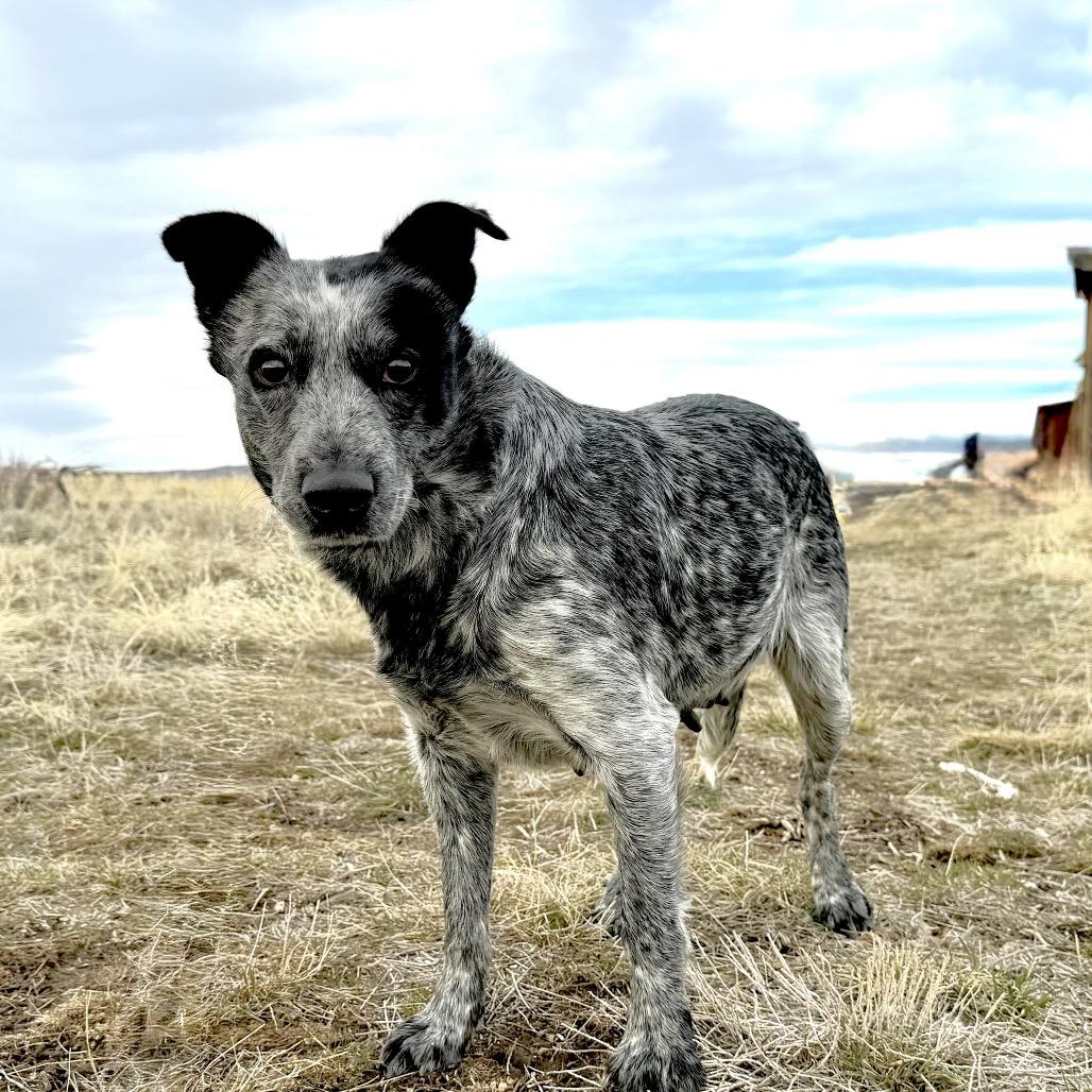 Olympic, a Adoptable Mixed Breed in Park City, UT image 3/5