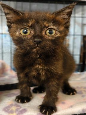 Enlarge Moe, a Adoptable mixed breed in Lockhart, TX image 1/3