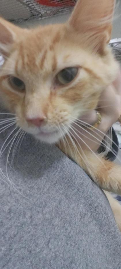 Enlarge Topaz, a Adoptable mixed breed in Columbus, IN image 2/2