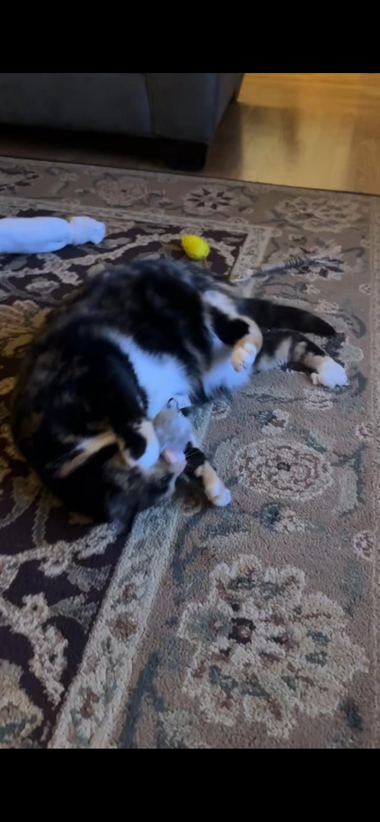 Enlarge Pepper, a Adopted Domestic Short Hair in Wheaton, IL image 1/3