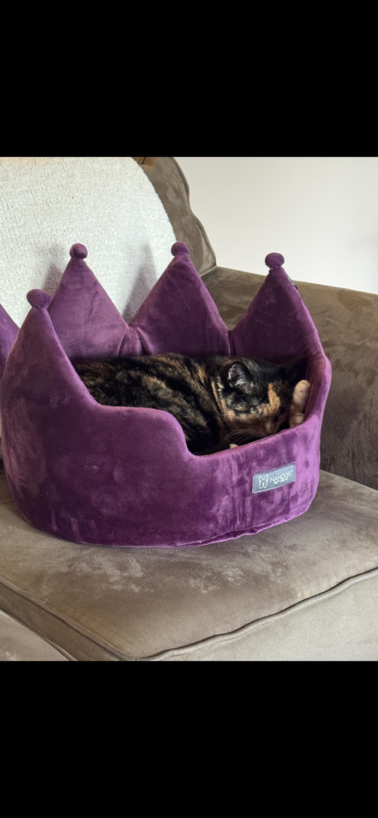 Enlarge Pepper, a Adopted Domestic Short Hair in Wheaton, IL image 2/3