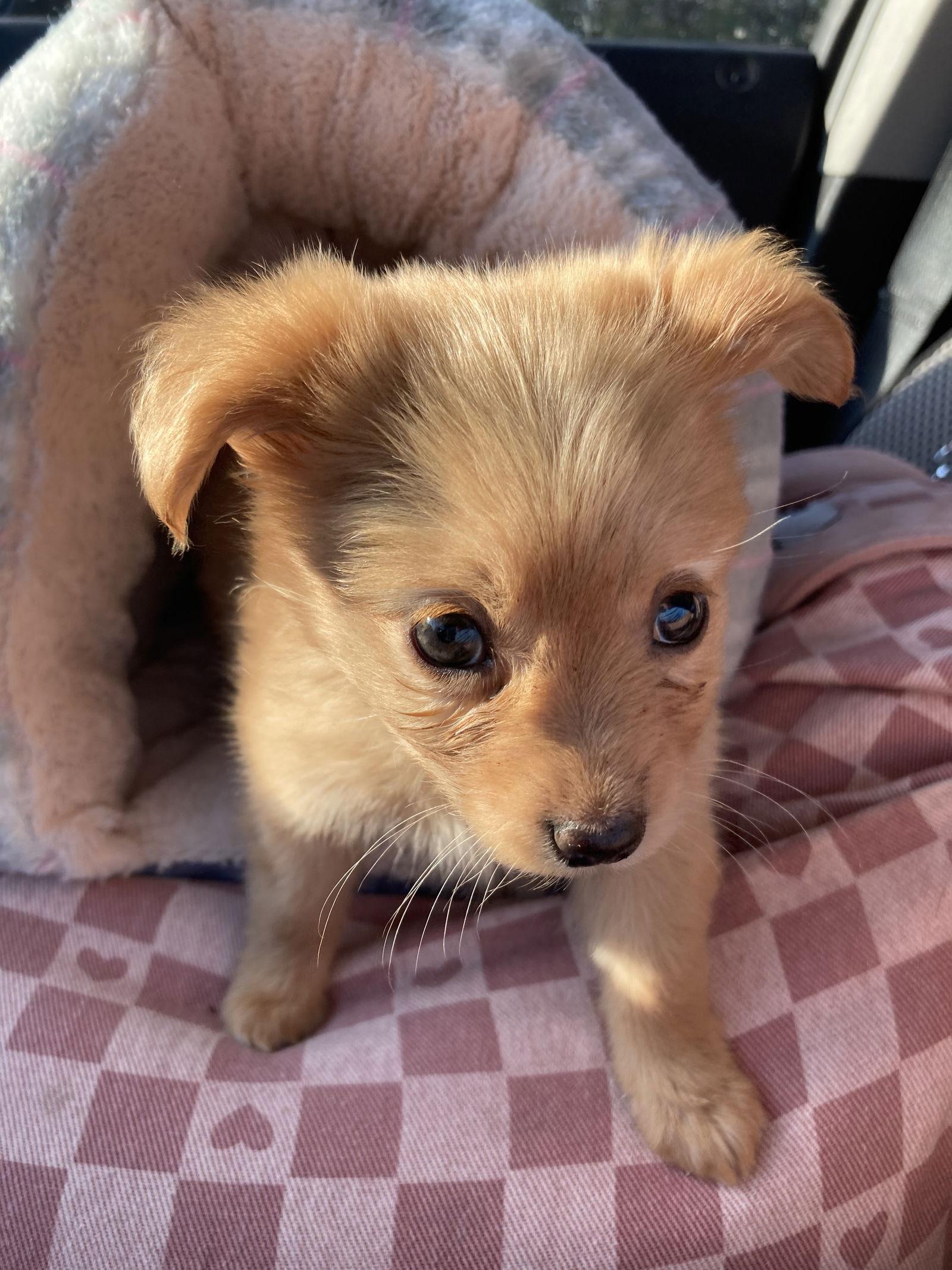 Enlarge Spud, a Adopted mixed breed in San Francisco, CA image 1/3