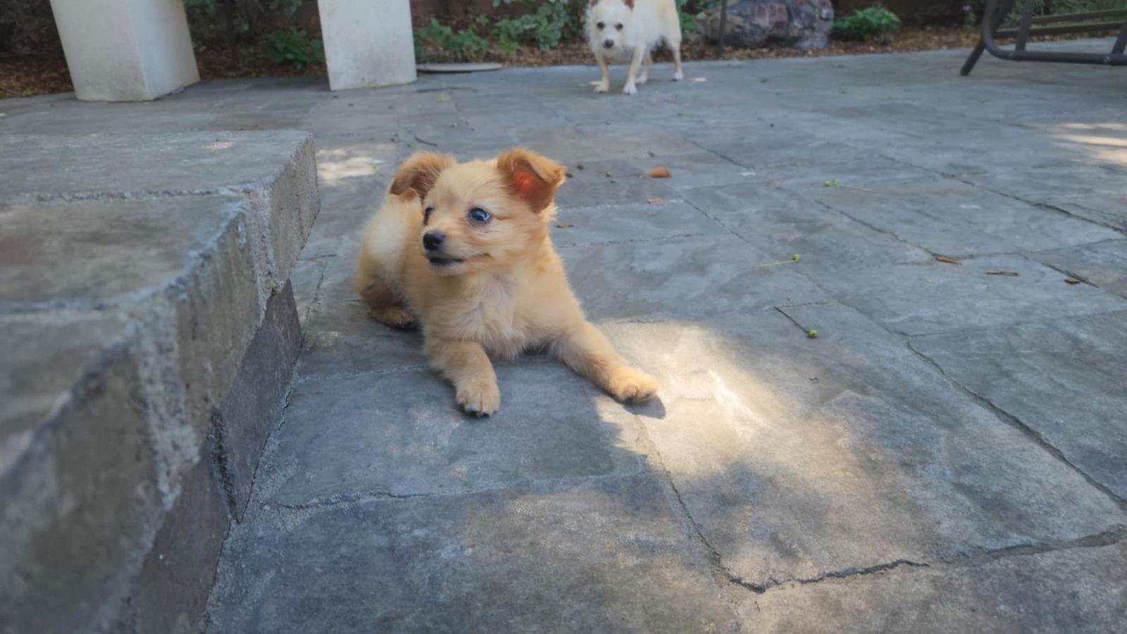 Enlarge Spud, a Adopted mixed breed in San Francisco, CA image 2/3