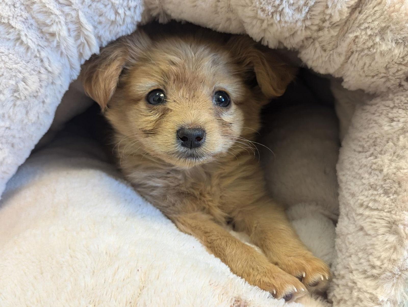 Enlarge Spud, a Adopted mixed breed in San Francisco, CA image 3/3
