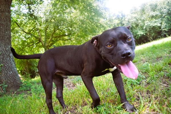 Pibbles, Adoptable, Adult Male Pit Bull Terrier.