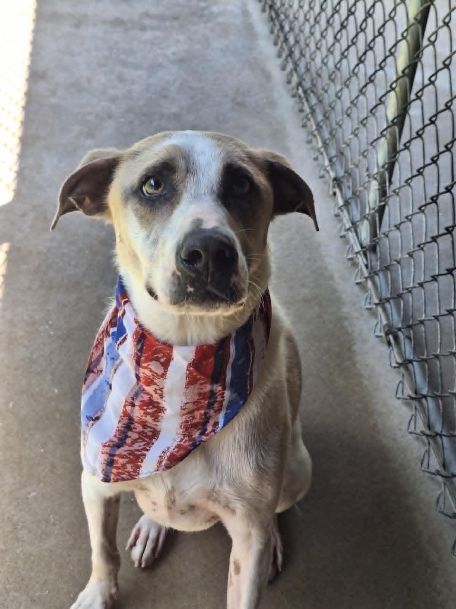 Cooper, Adoptable, Young Male Hound.