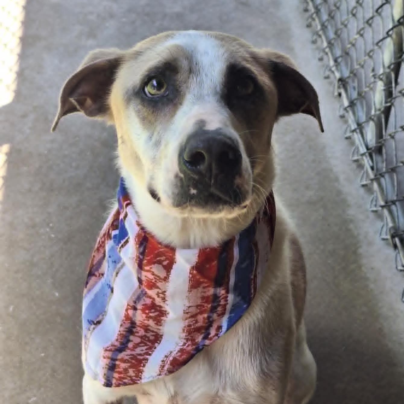 Enlarge Cooper, a Adoptable mixed breed in Anderson, IN image 2/4
