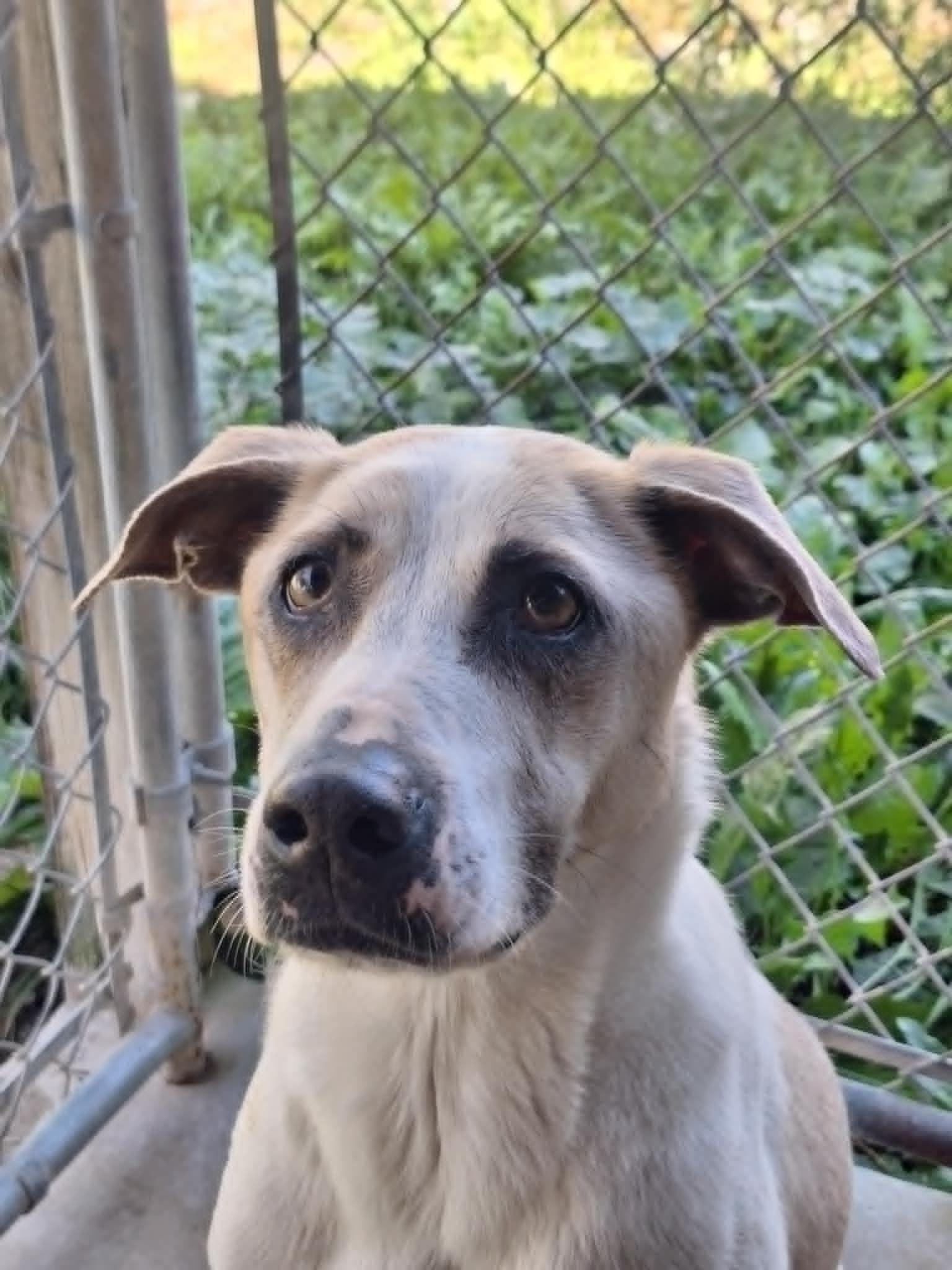 Cooper, a Adoptable mixed breed in Anderson, IN image 4/4