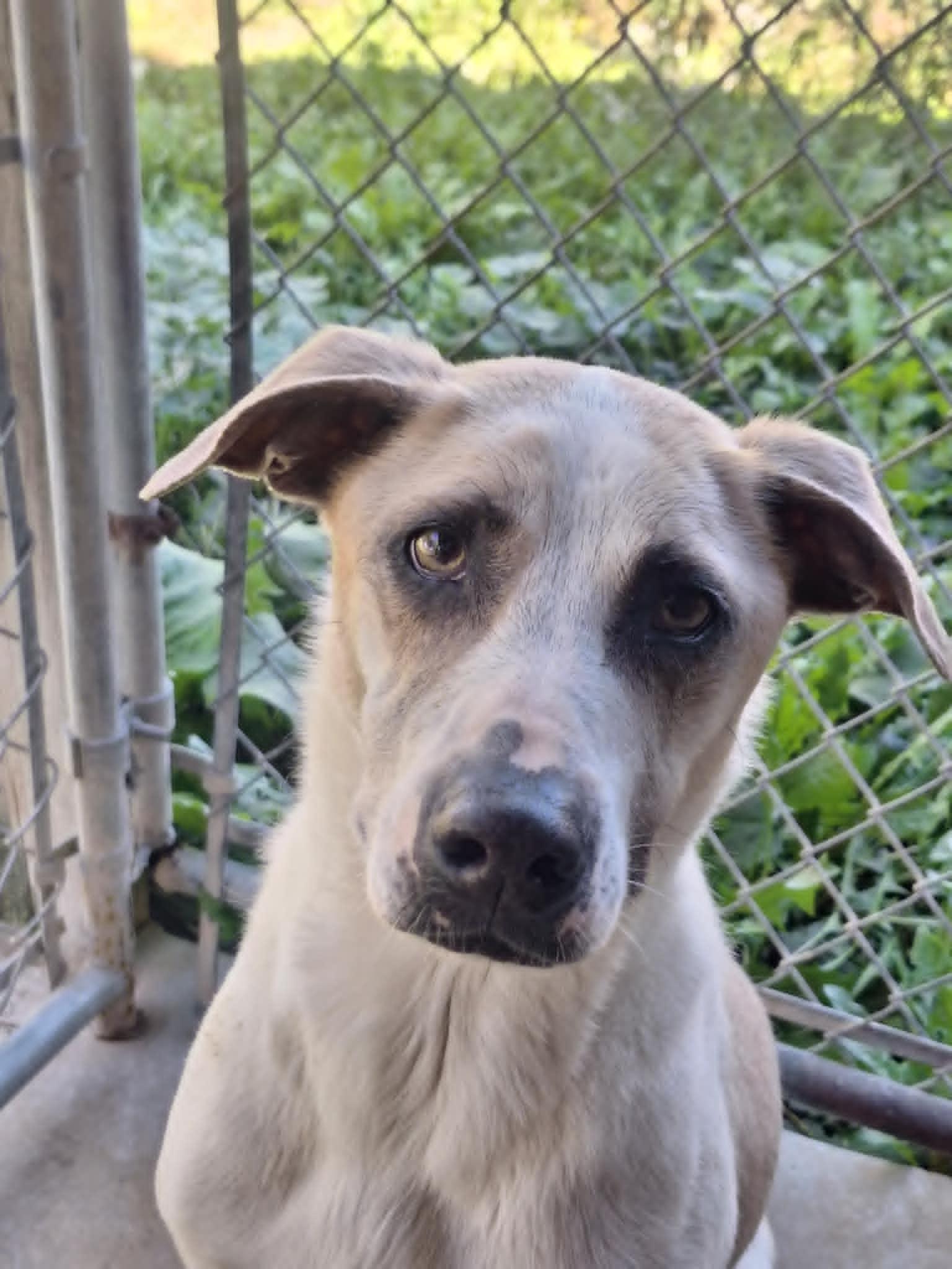 Cooper, a Adoptable mixed breed in Anderson, IN image 3/4