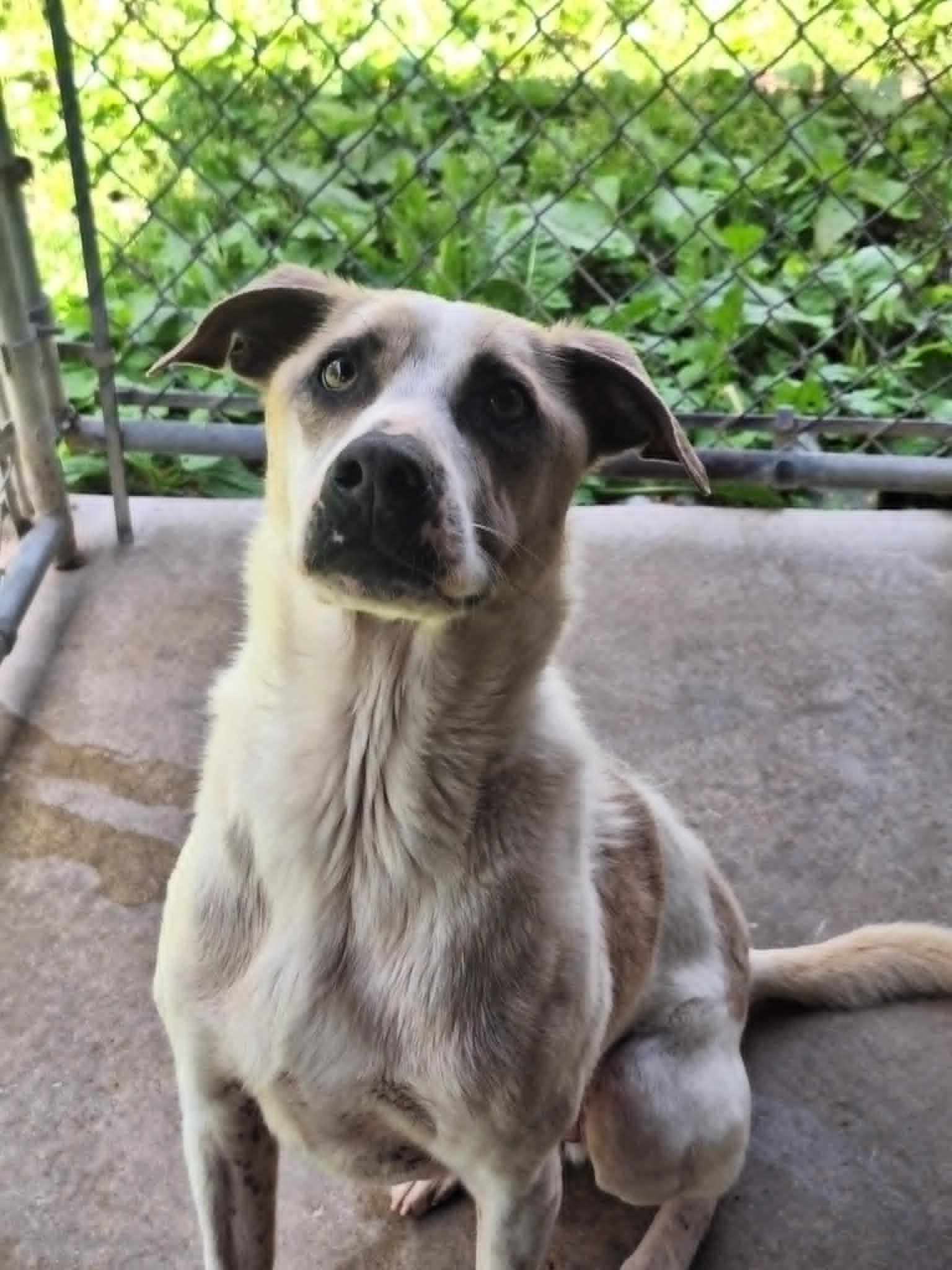 Cooper, a Adoptable mixed breed in Anderson, IN image 2/4