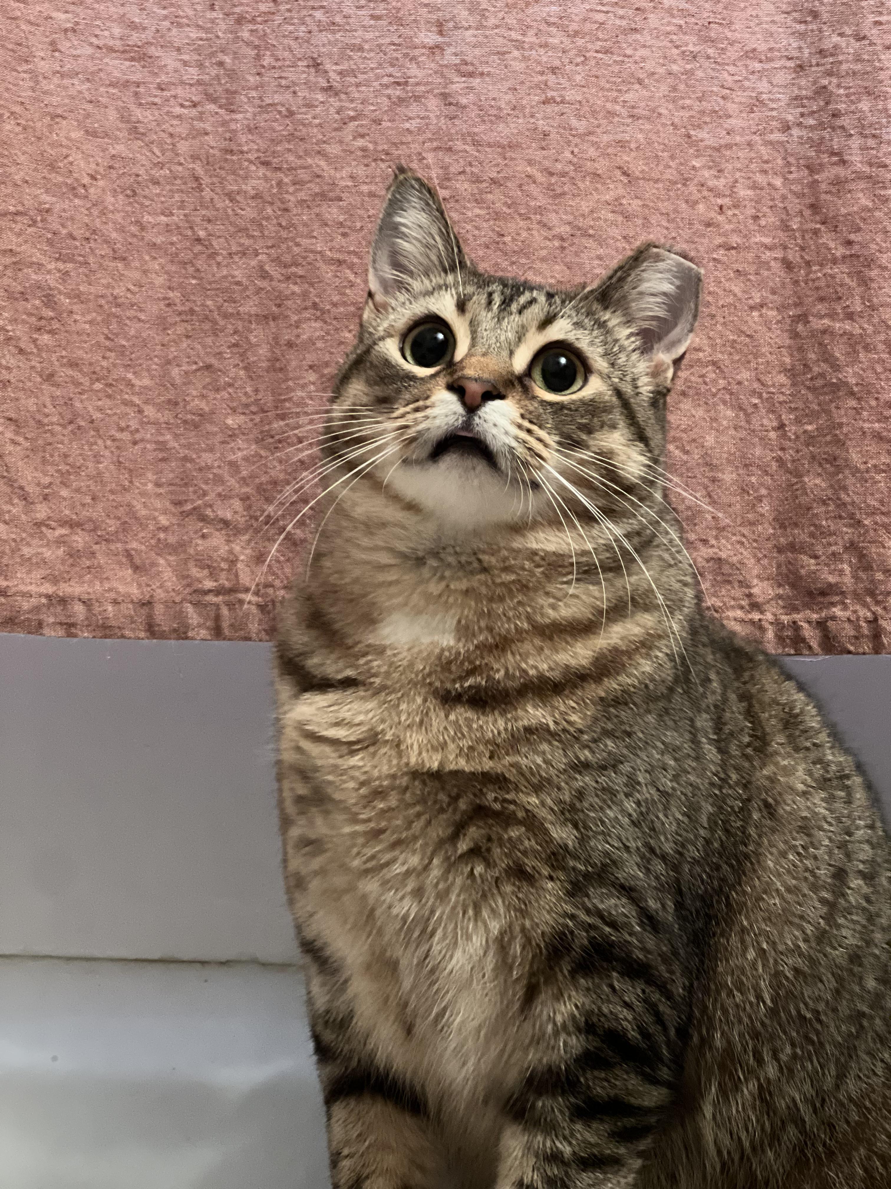 Enlarge Sweet Annie, a Adoptable Domestic Short Hair in Alexandria, IN image 2/3