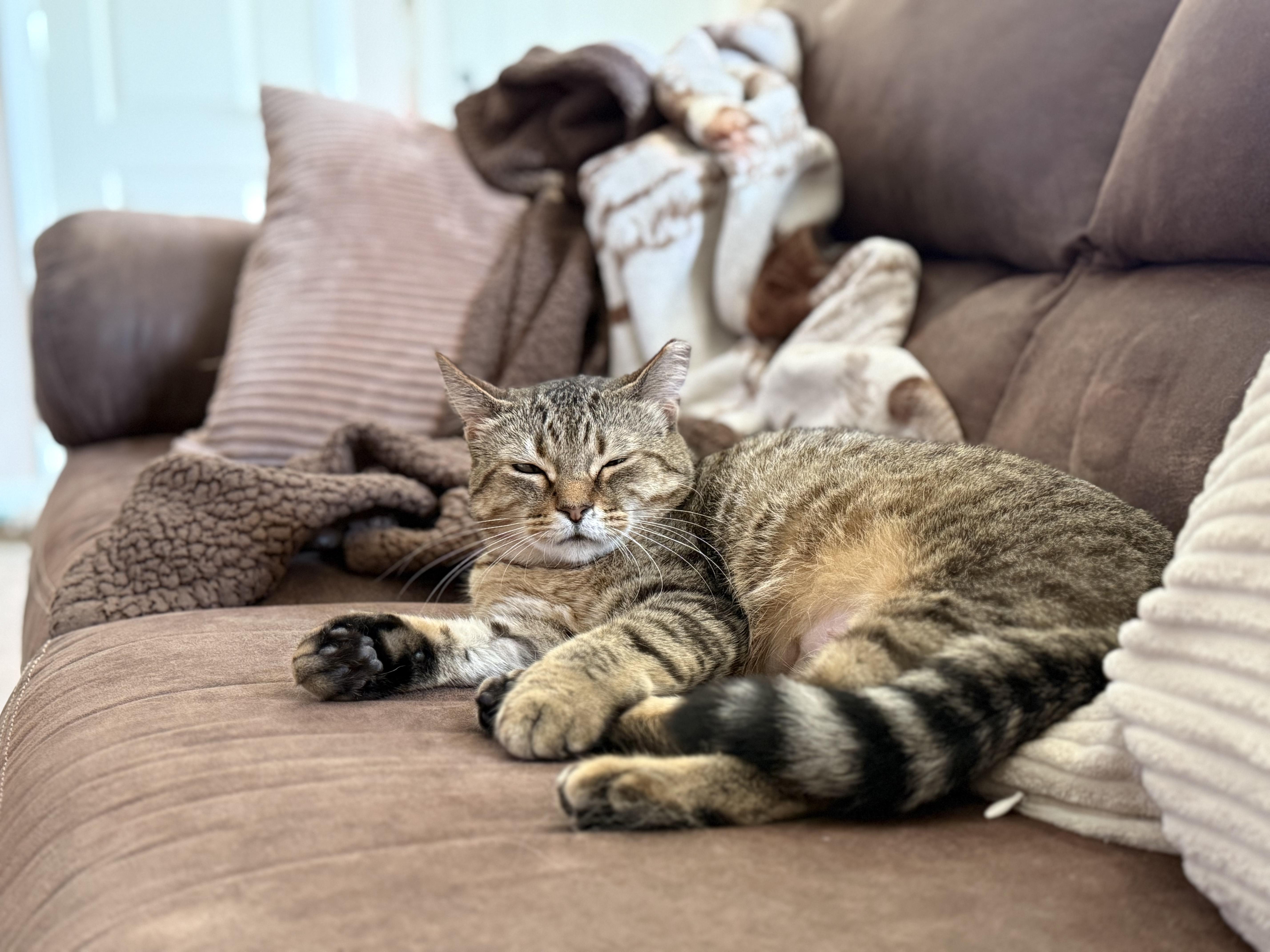 Enlarge Sweet Annie, a Adoptable Domestic Short Hair in Alexandria, IN image 1/3