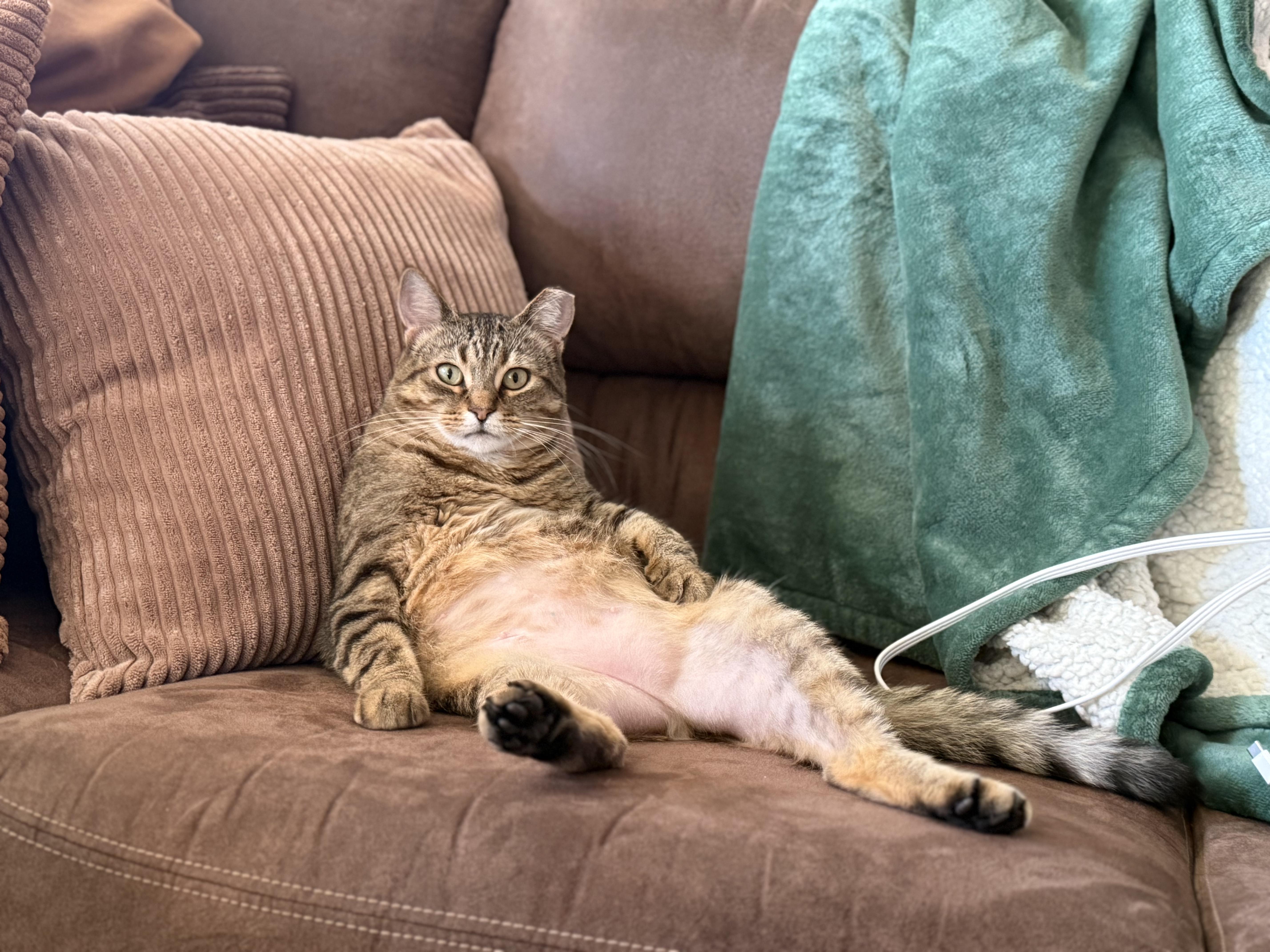 Enlarge Sweet Annie, a Adoptable Domestic Short Hair in Alexandria, IN image 3/3