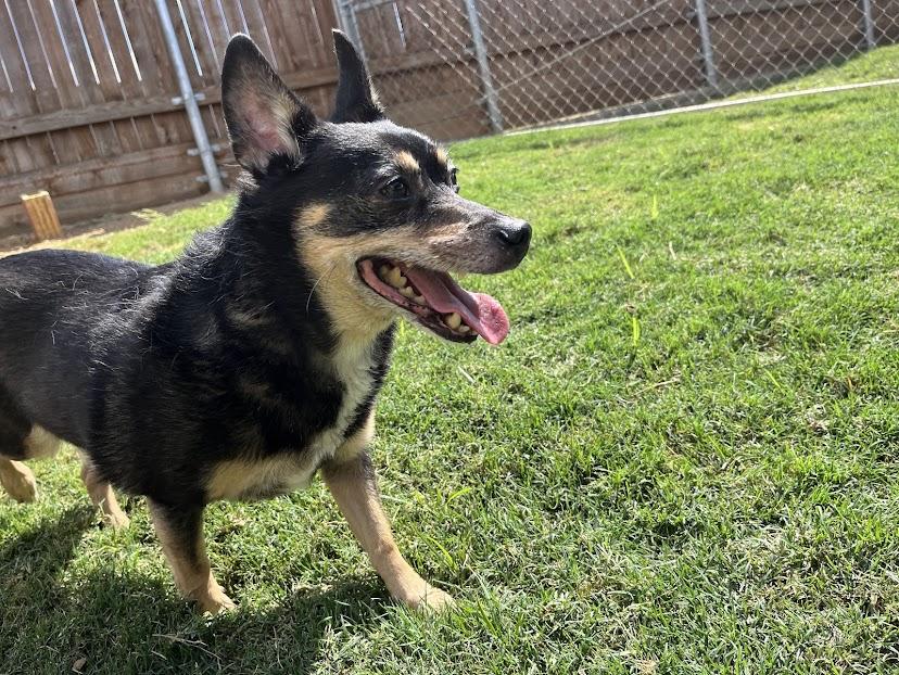 Lucky Leroy* A213205 4