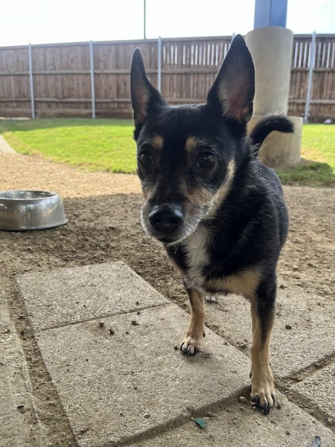 Lucky Leroy* A213205 6