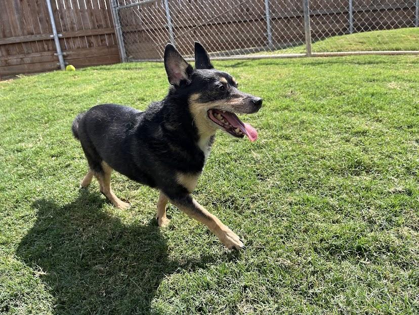 Lucky Leroy* A213205 3