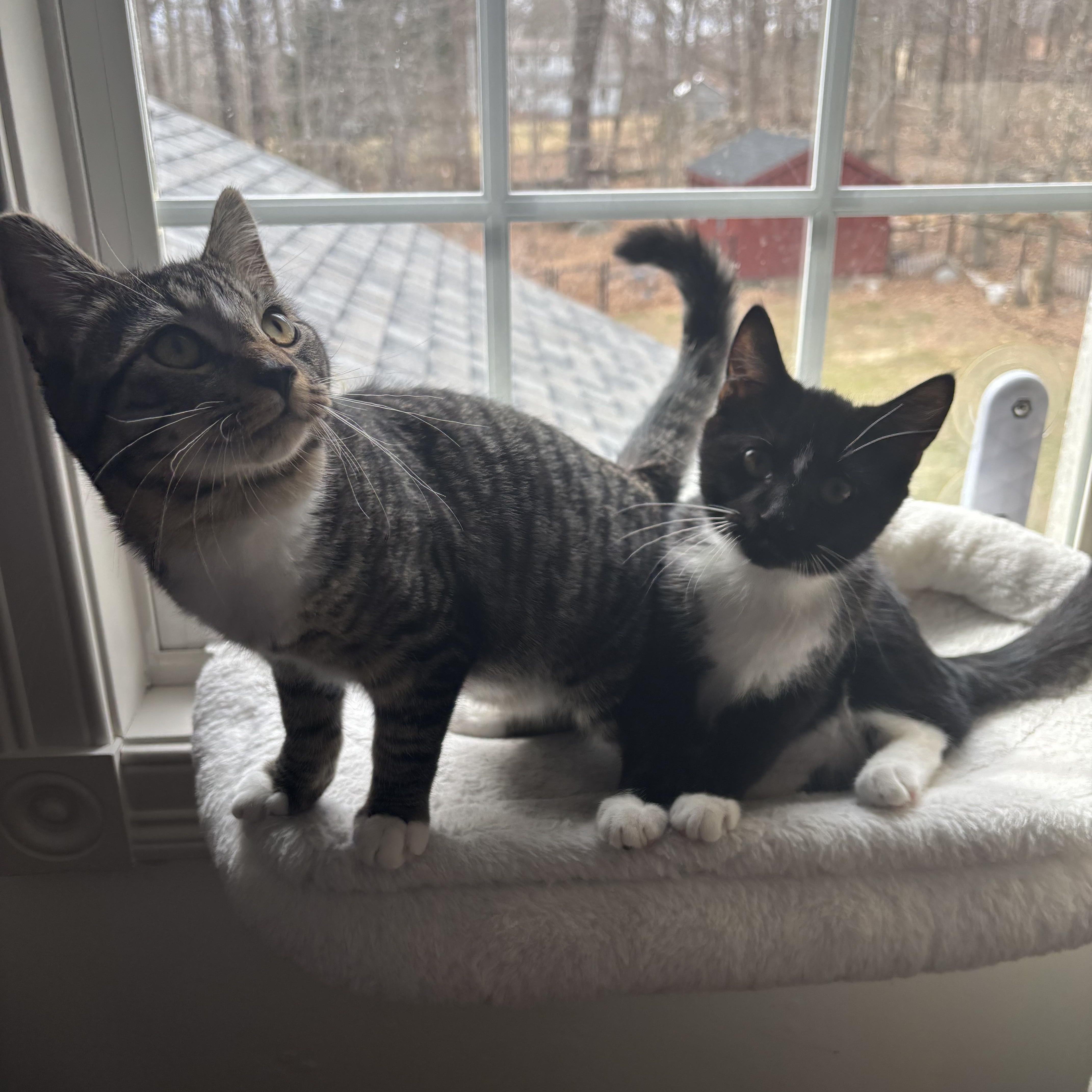 Enlarge Guppy & Marlin, a Adoptable Domestic Short Hair in Andover, CT image 4/6