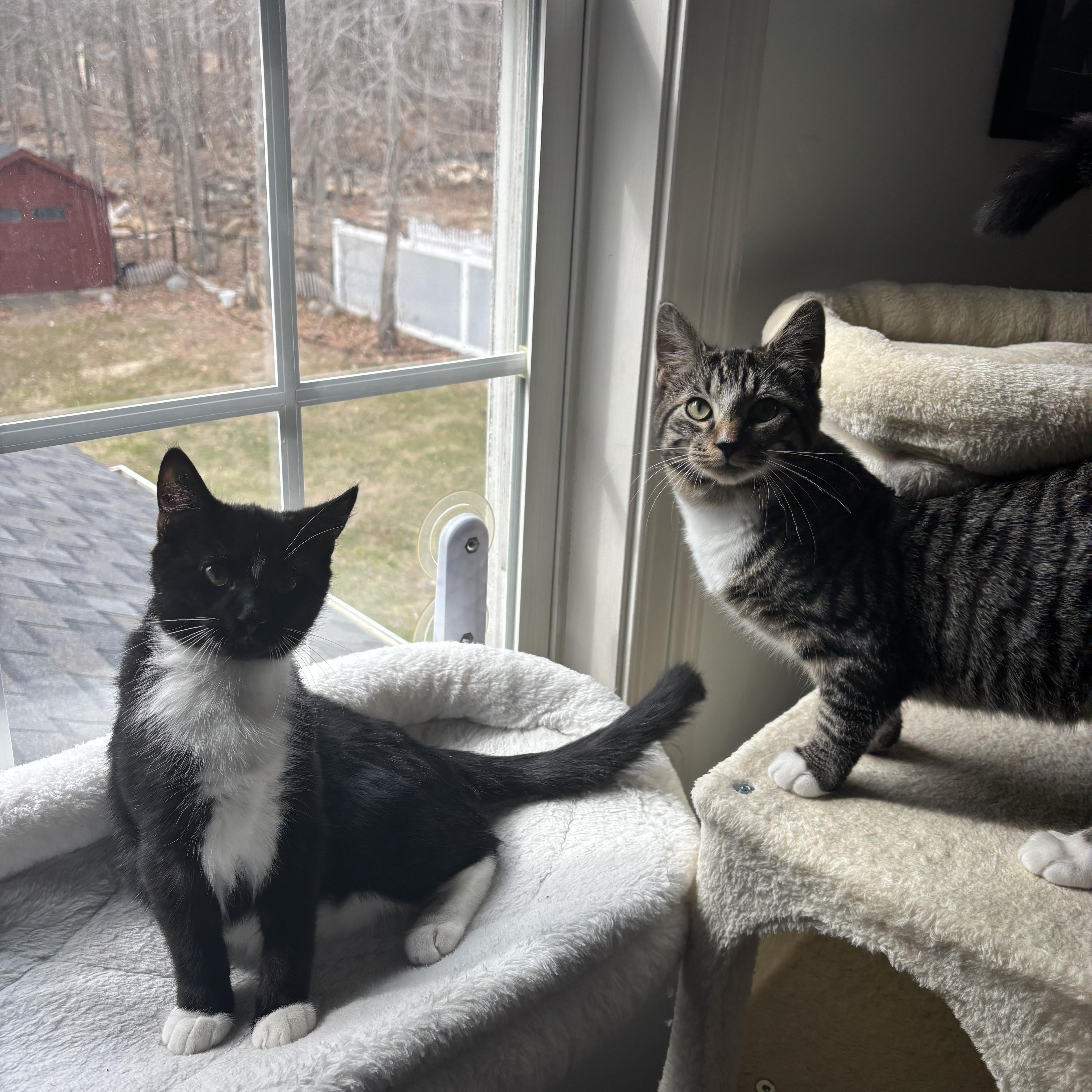 Enlarge Guppy & Marlin, a Adoptable Domestic Short Hair in Andover, CT image 3/6