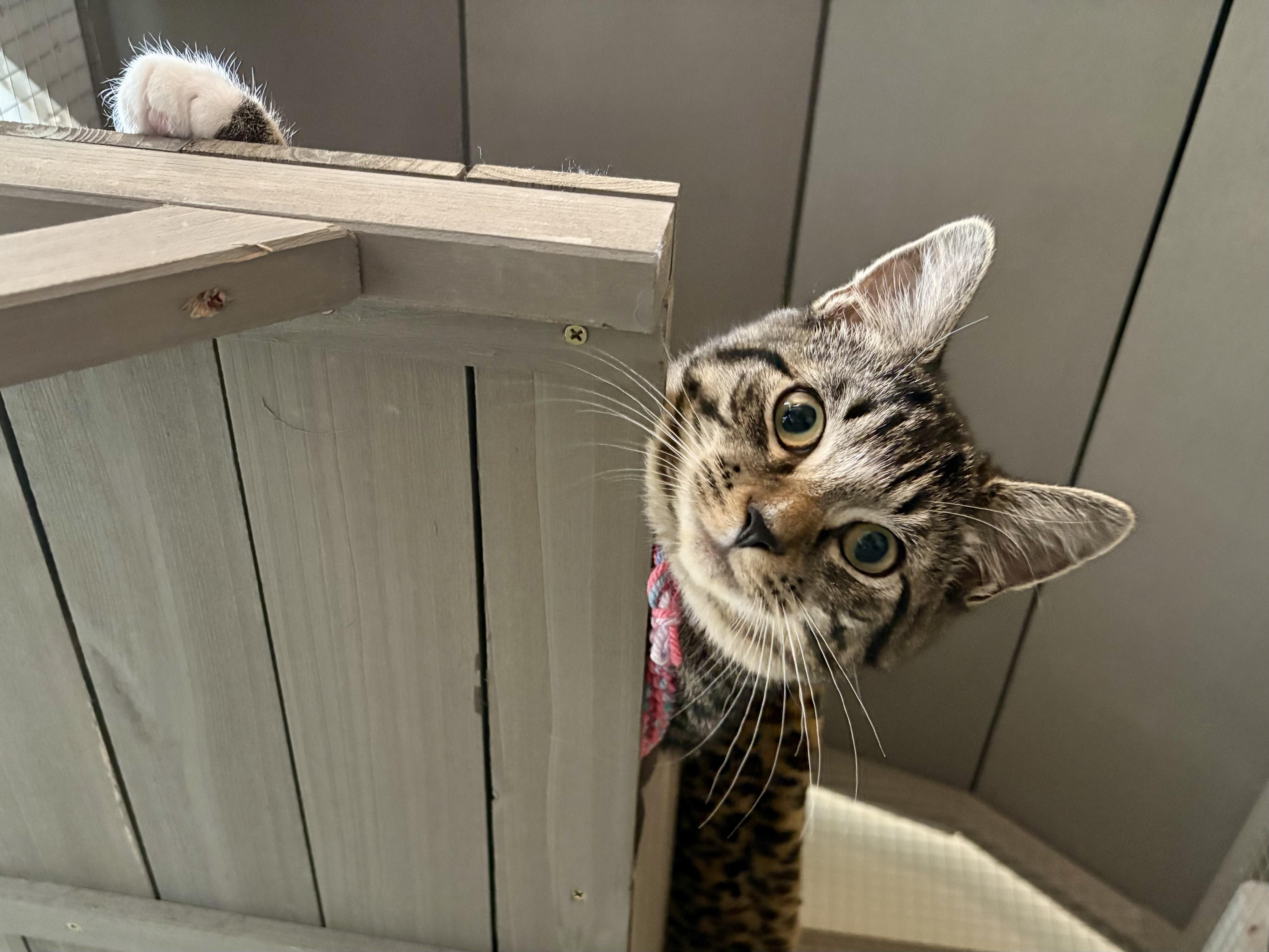 Enlarge Guppy & Marlin, a Adoptable Domestic Short Hair in Andover, CT image 6/6