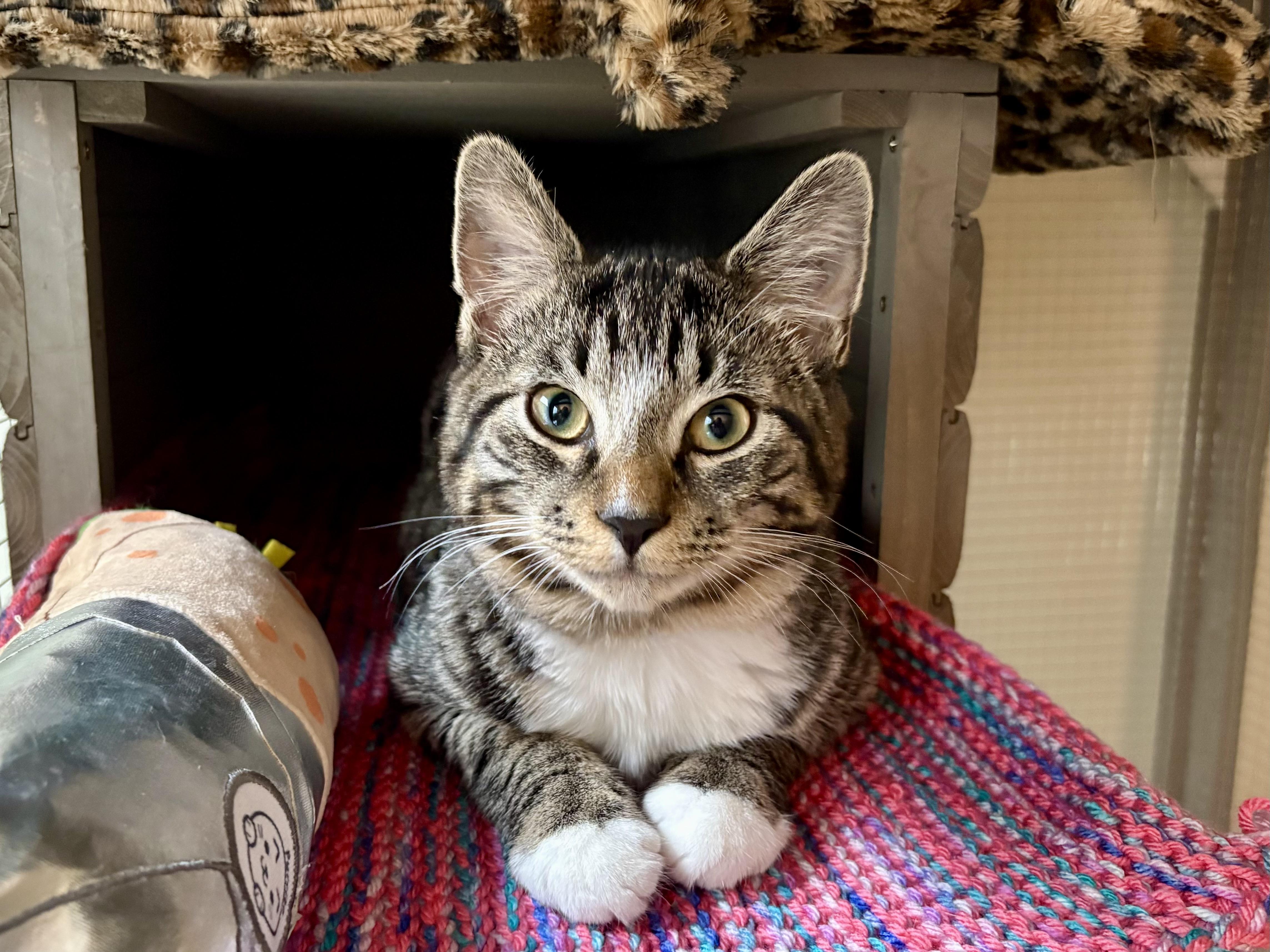 Enlarge Guppy & Marlin, a Adoptable Domestic Short Hair in Andover, CT image 1/6