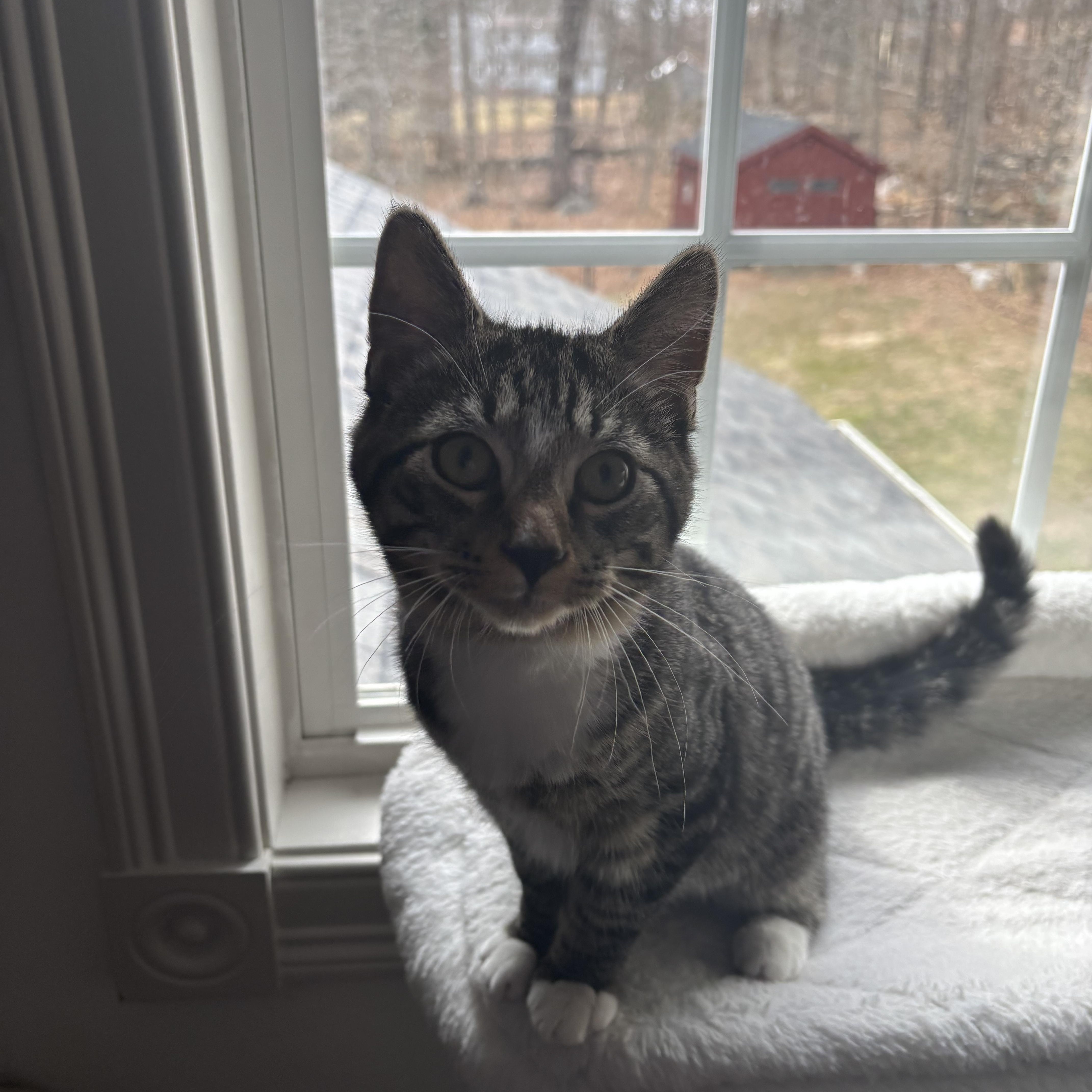 Enlarge Guppy & Marlin, a Adoptable Domestic Short Hair in Andover, CT image 2/6