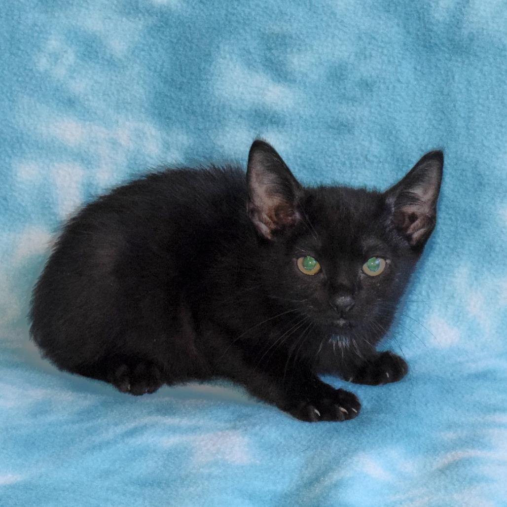 Bartholomew, Adoptable, Kitten Male Domestic Short Hair.