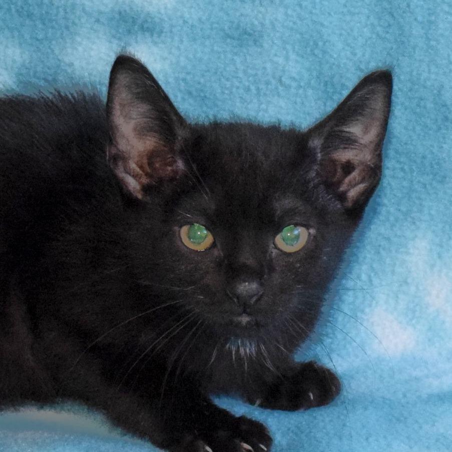 Bartholomew, a Adoptable Domestic Short Hair in Eureka, CA image 2/3
