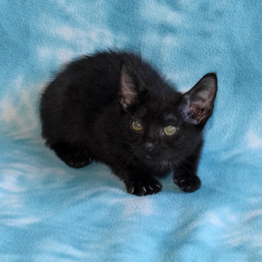 Bartholomew, a Adoptable Domestic Short Hair in Eureka, CA image 3/3