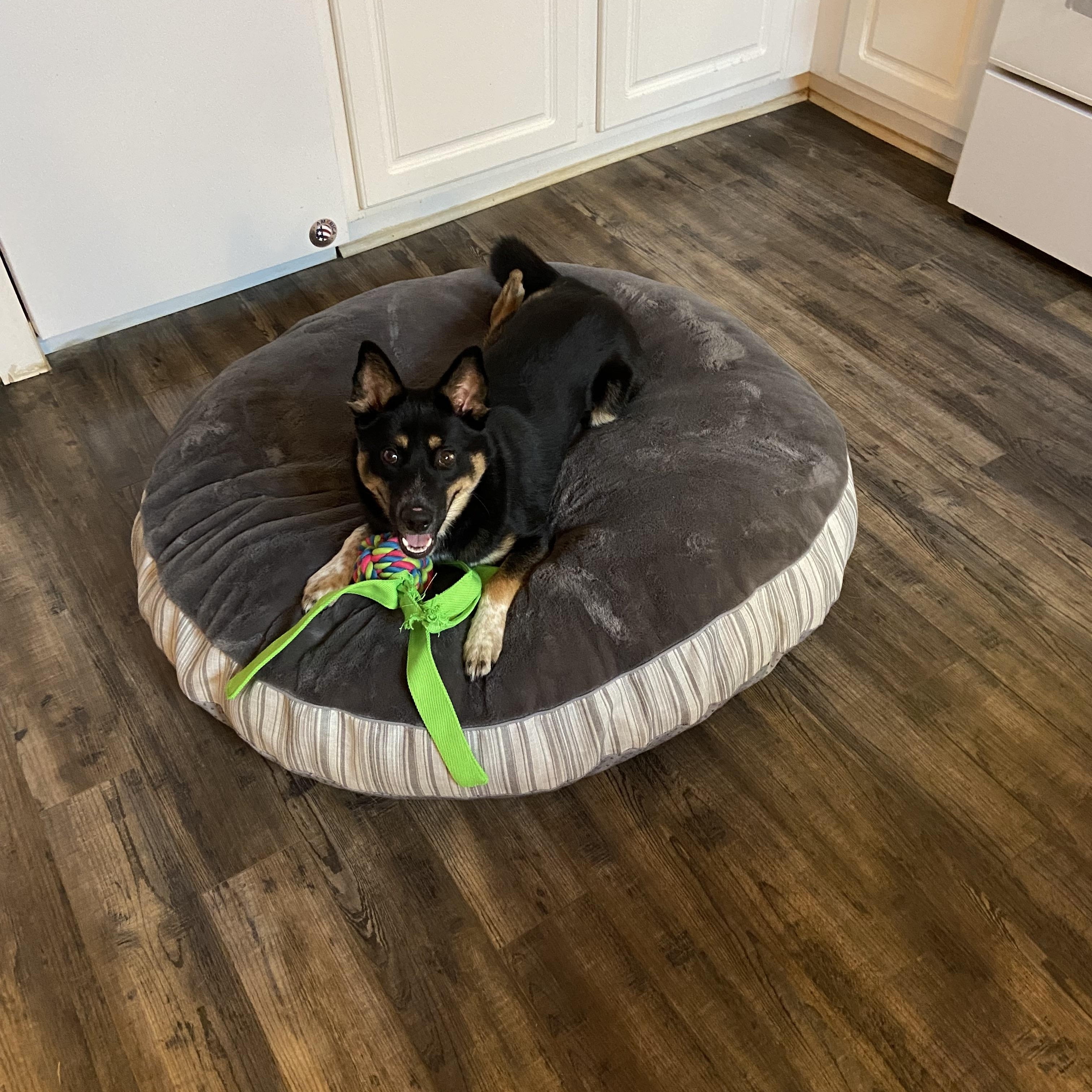 Enlarge Echo, a Adoptable Shiba Inu in Brentwood, TN image 3/5